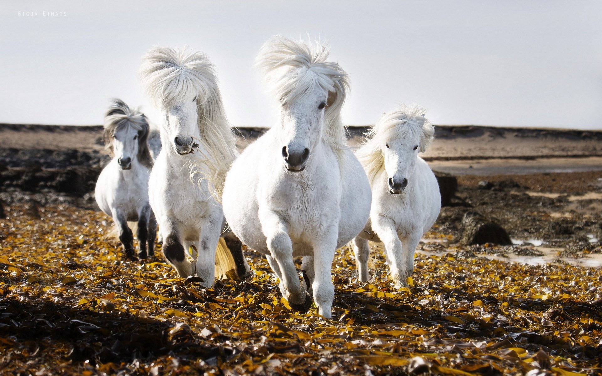 horses the field sky nature