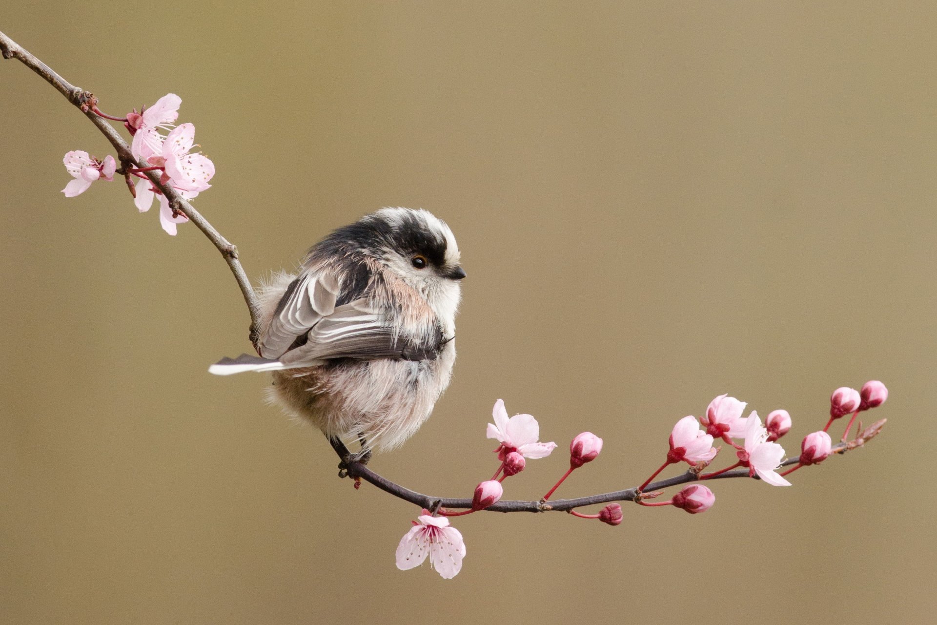 branche fleurs cerise printemps oiseau mésange à longue queue