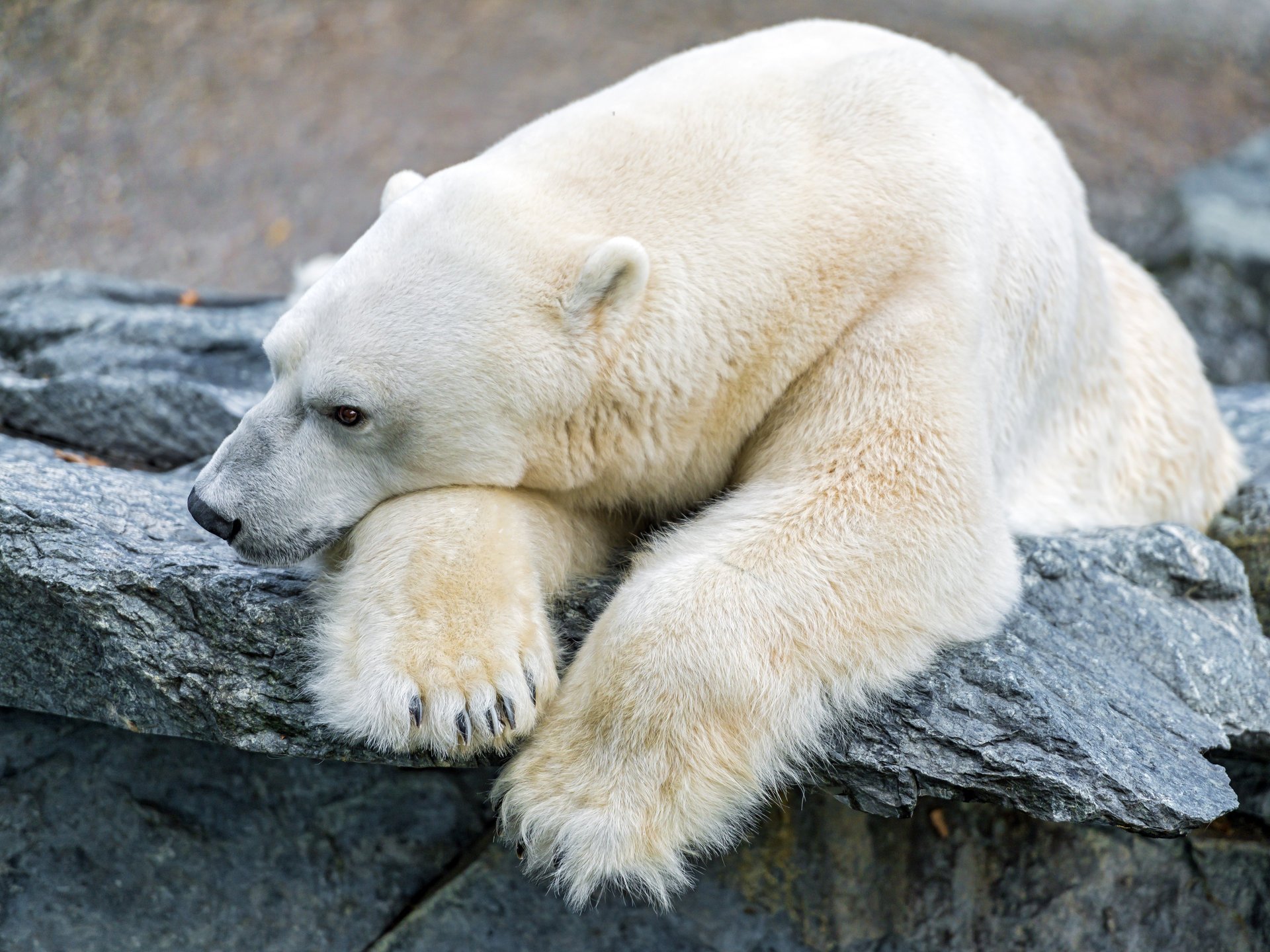 eisbär polar stein traurigkeit ©tambako der jaguar