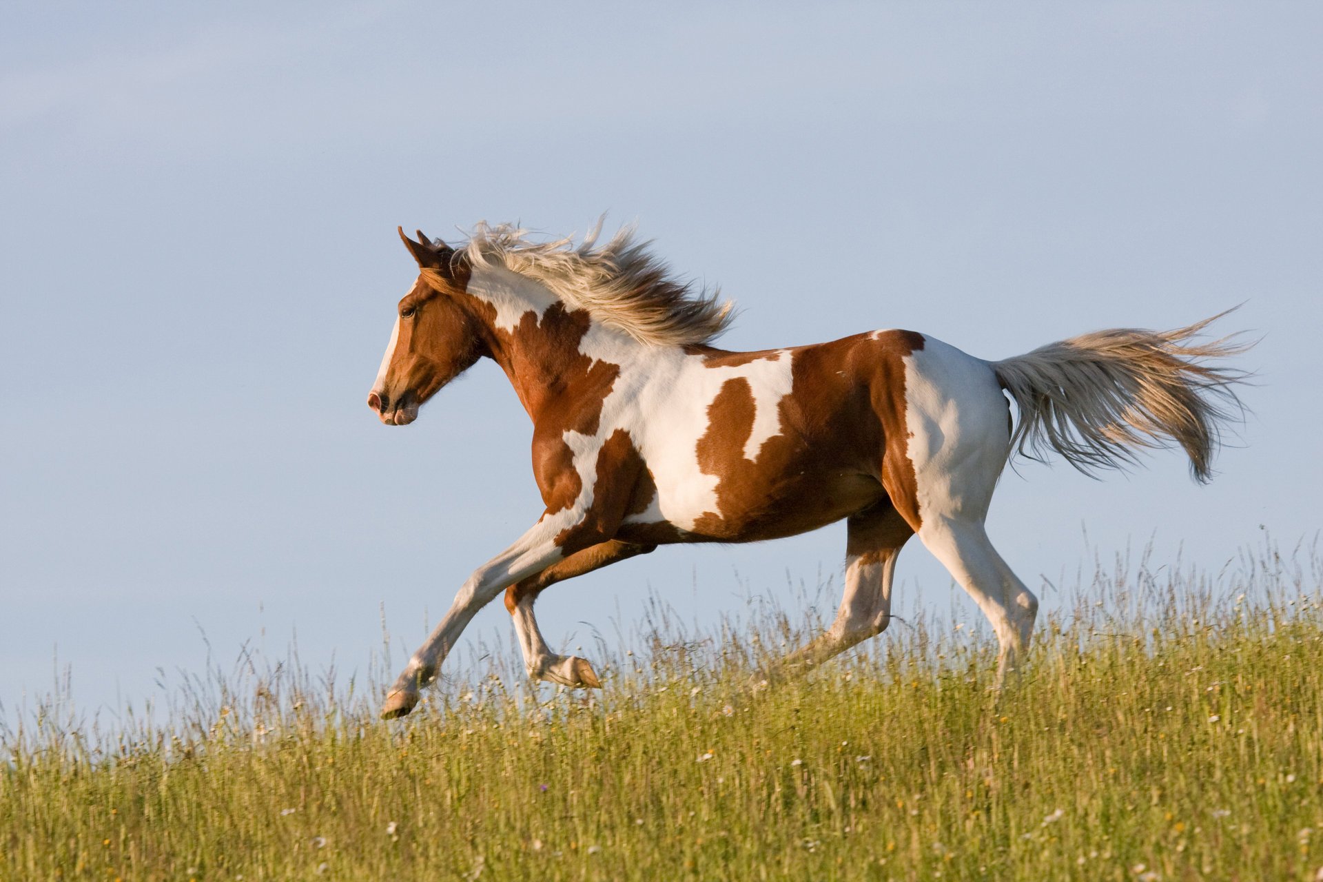 horse horse running running gra