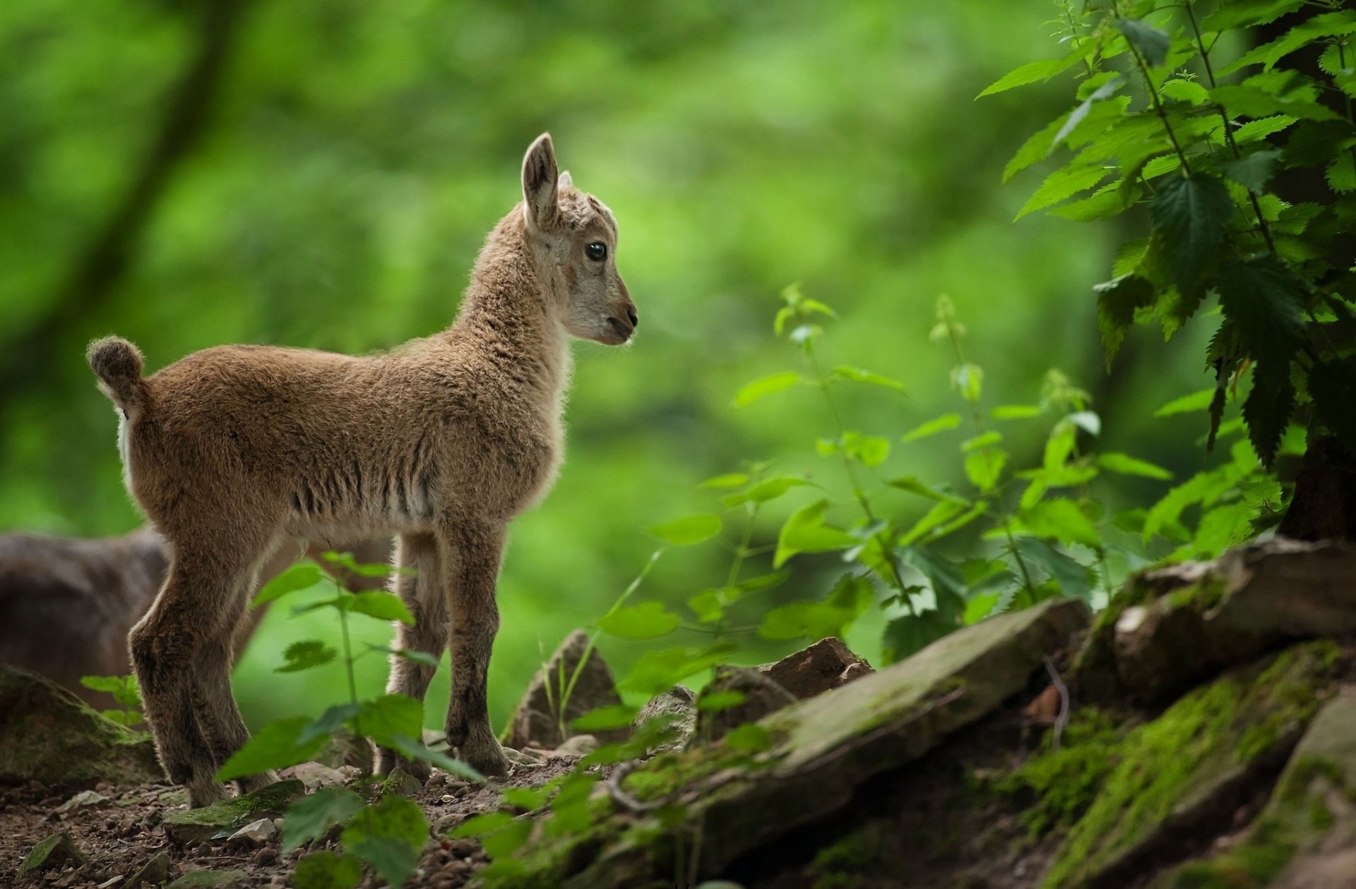 goat kid grass greenery nature