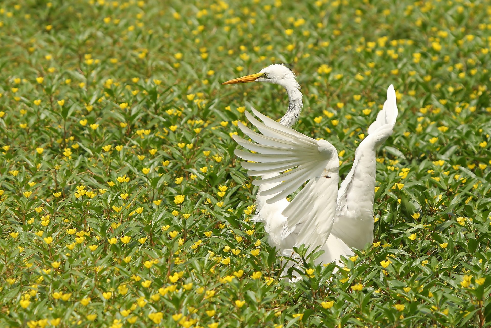 gran garza blanca alas flores pájaro