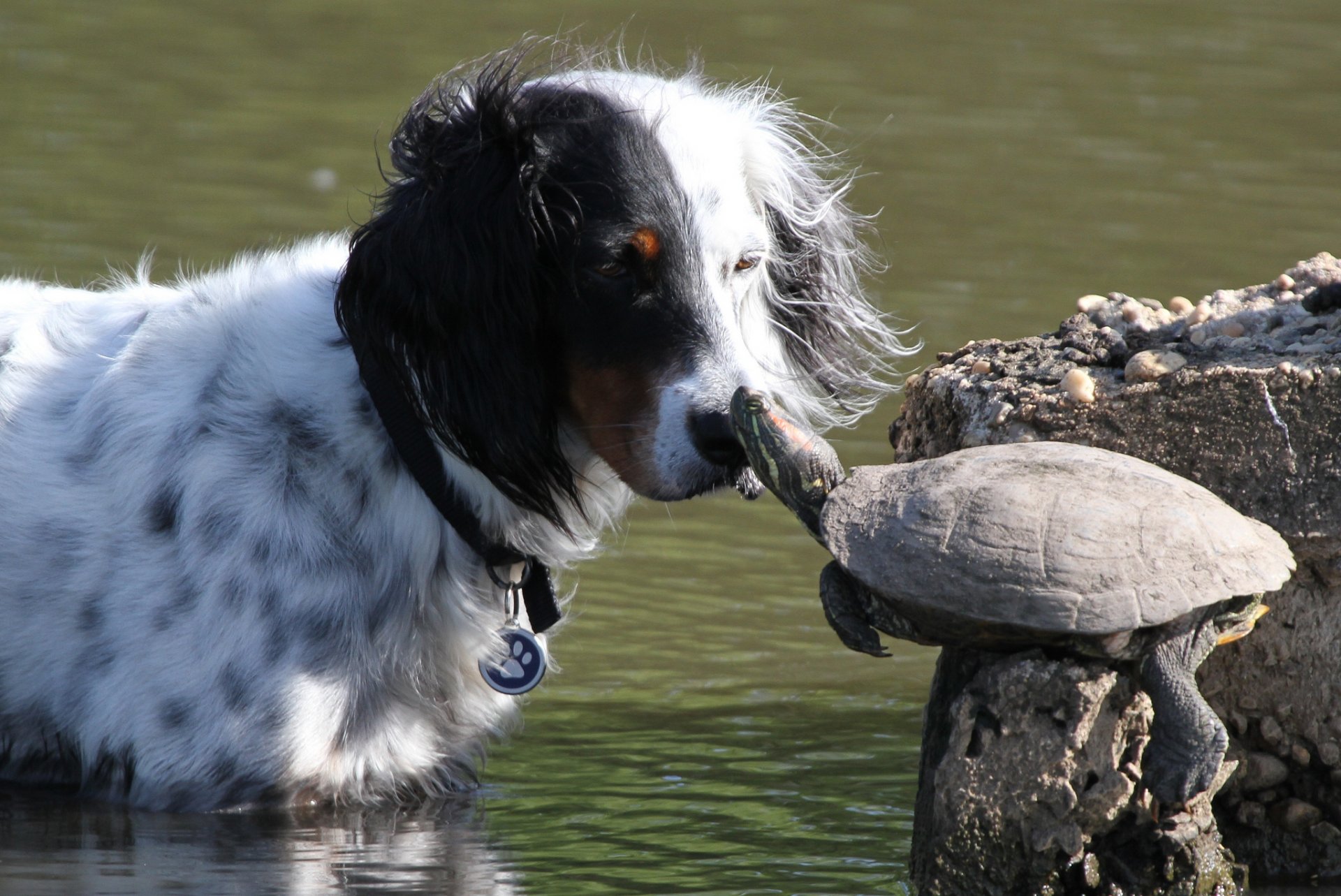 dog turtle friend