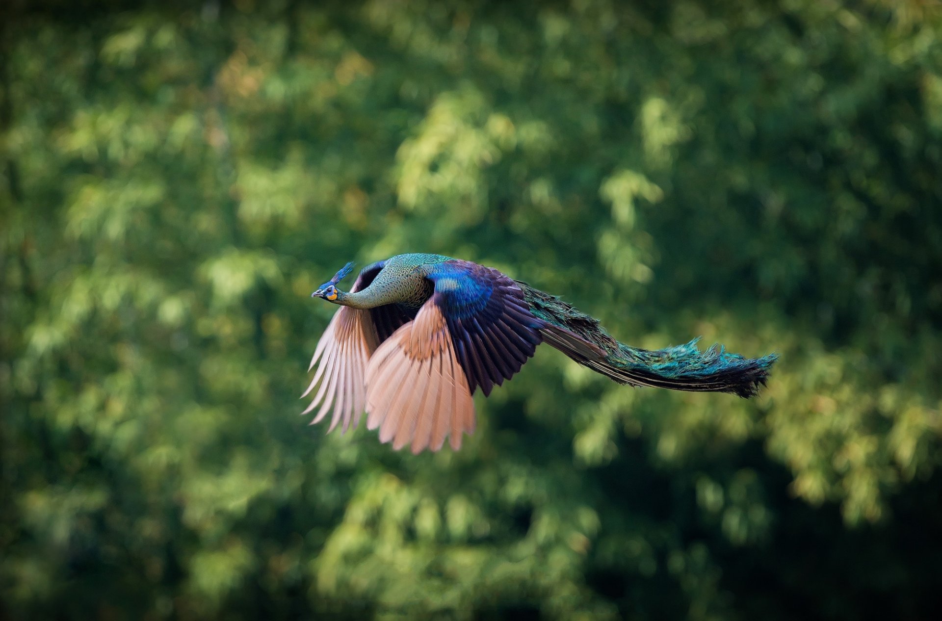 árboles hojas borrosidad pájaro pavo real volando