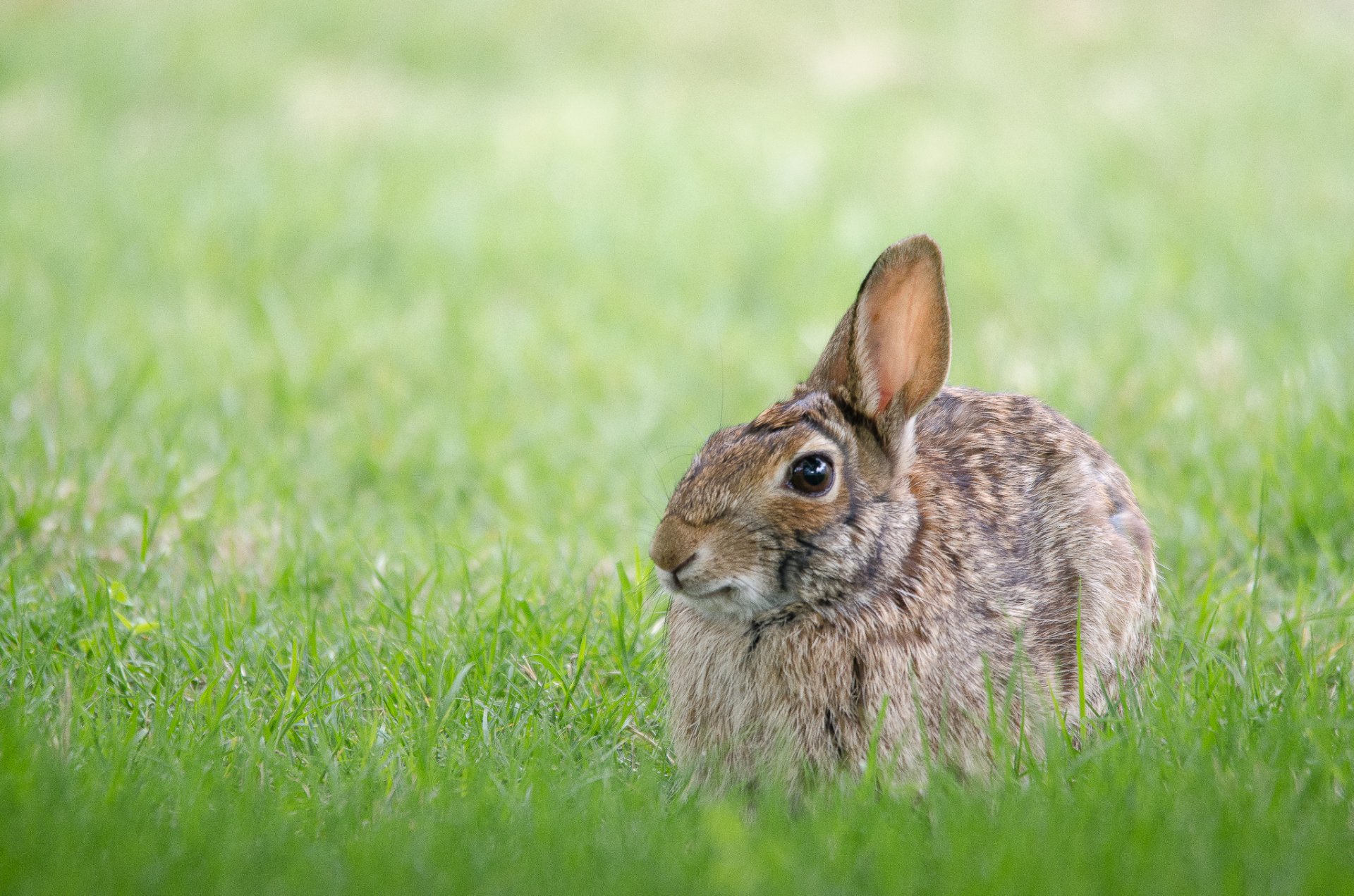 grass hare gray hare