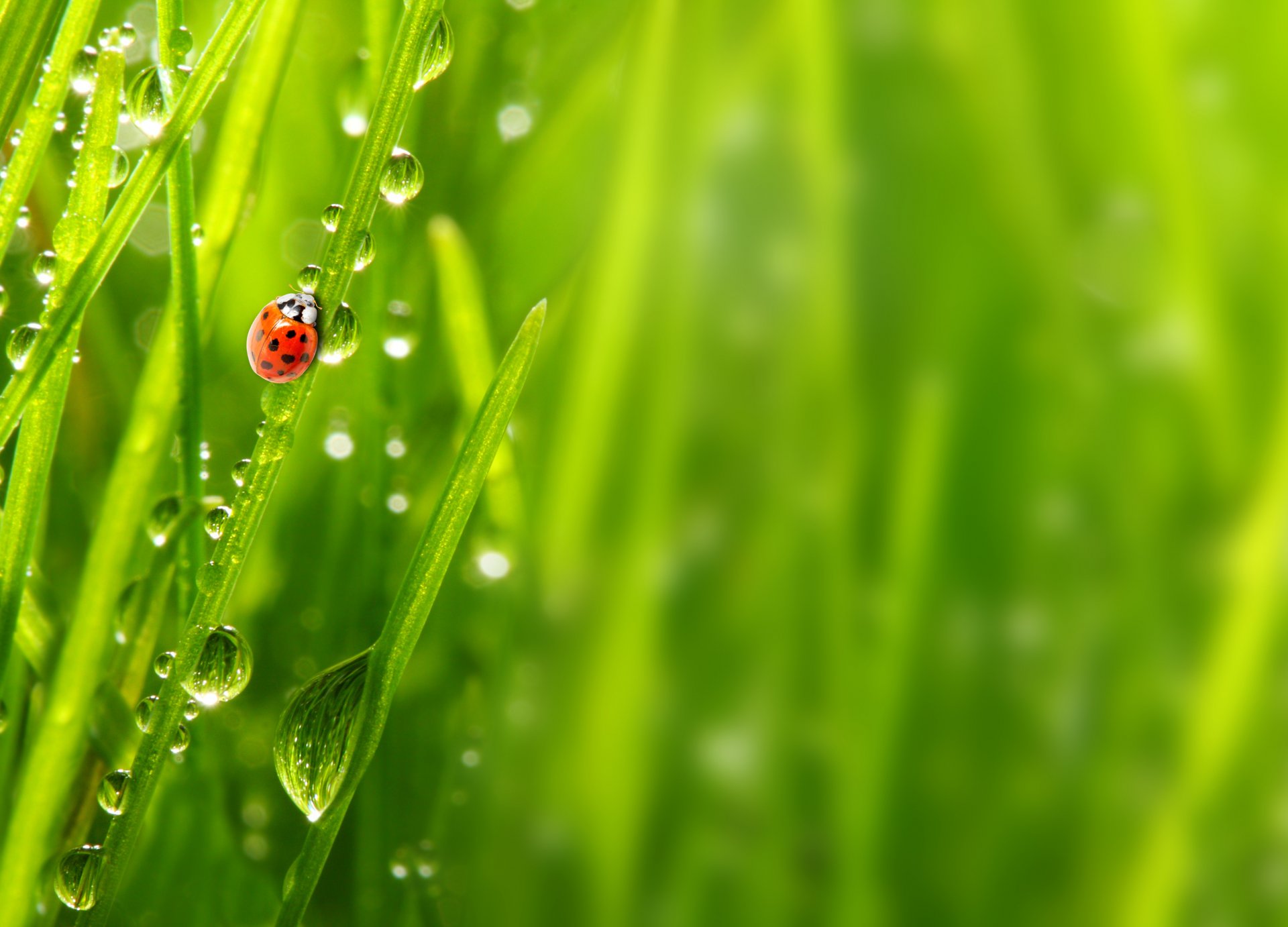 naturaleza macro mañana hierba rocío gotas mariquita macro mañana gotas de rocío