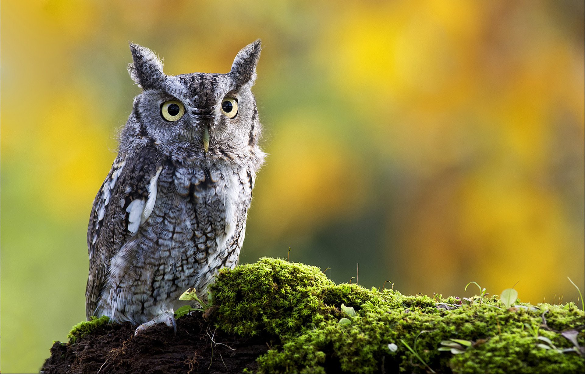 eule ohr vogel moos natur