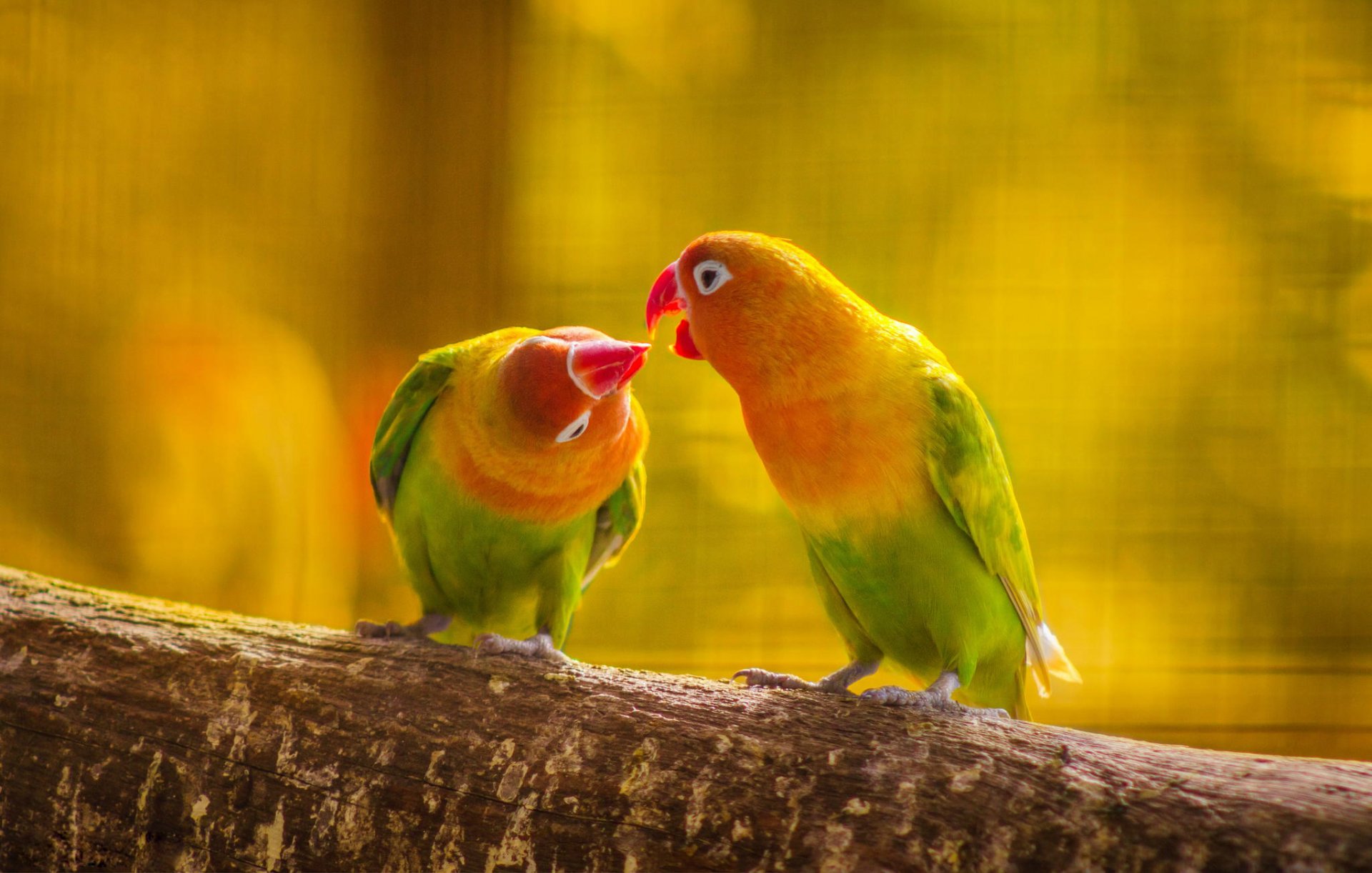 pappagallo coppia ramo foresta natura foglie becco coda piume amore bacio uccello budgie hd