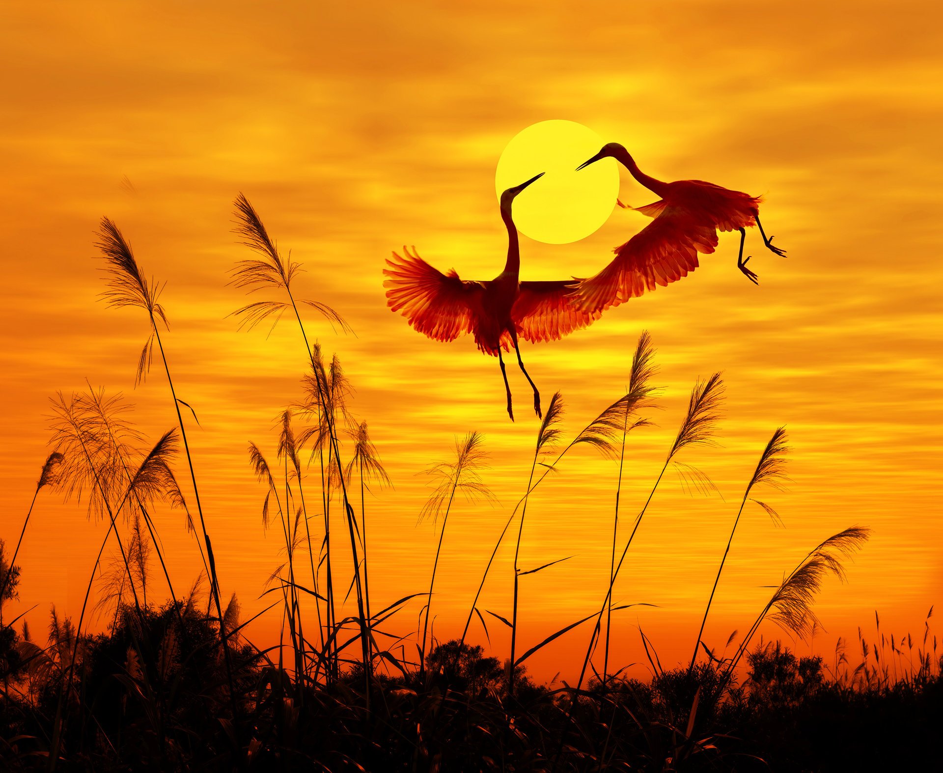 birds sunset sky flying birds sunlight flying bird