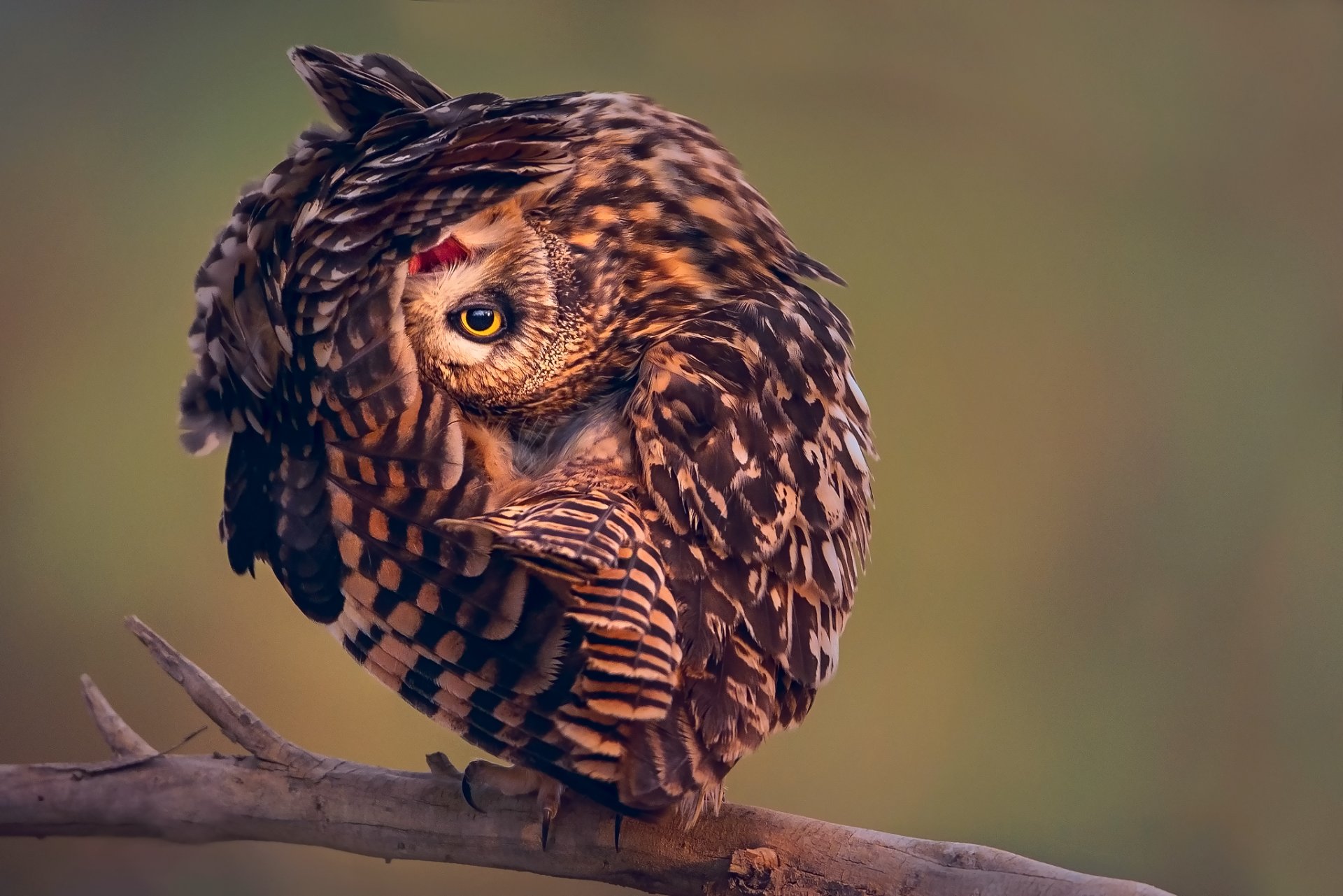 oiseau hibou pose branche