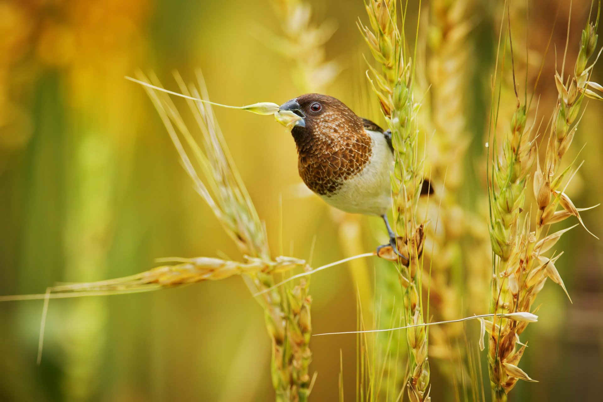 japanischer amadin vogel schnabel weizen ohren pflanze natur makro