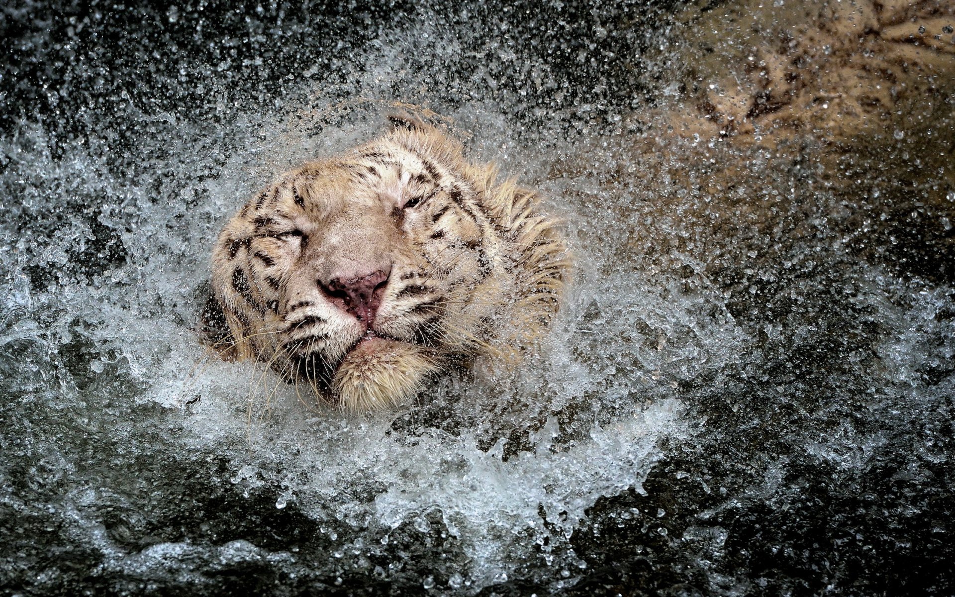 tigre acqua spruzzo