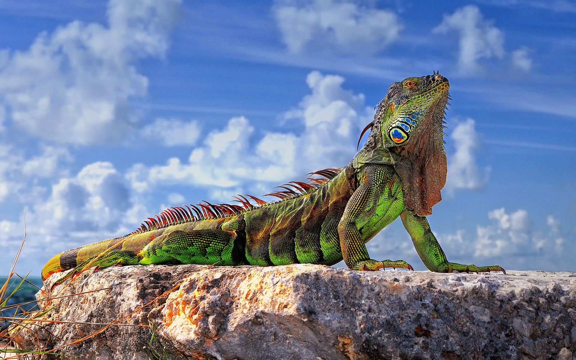 common iguana green iguana lizard stones sky