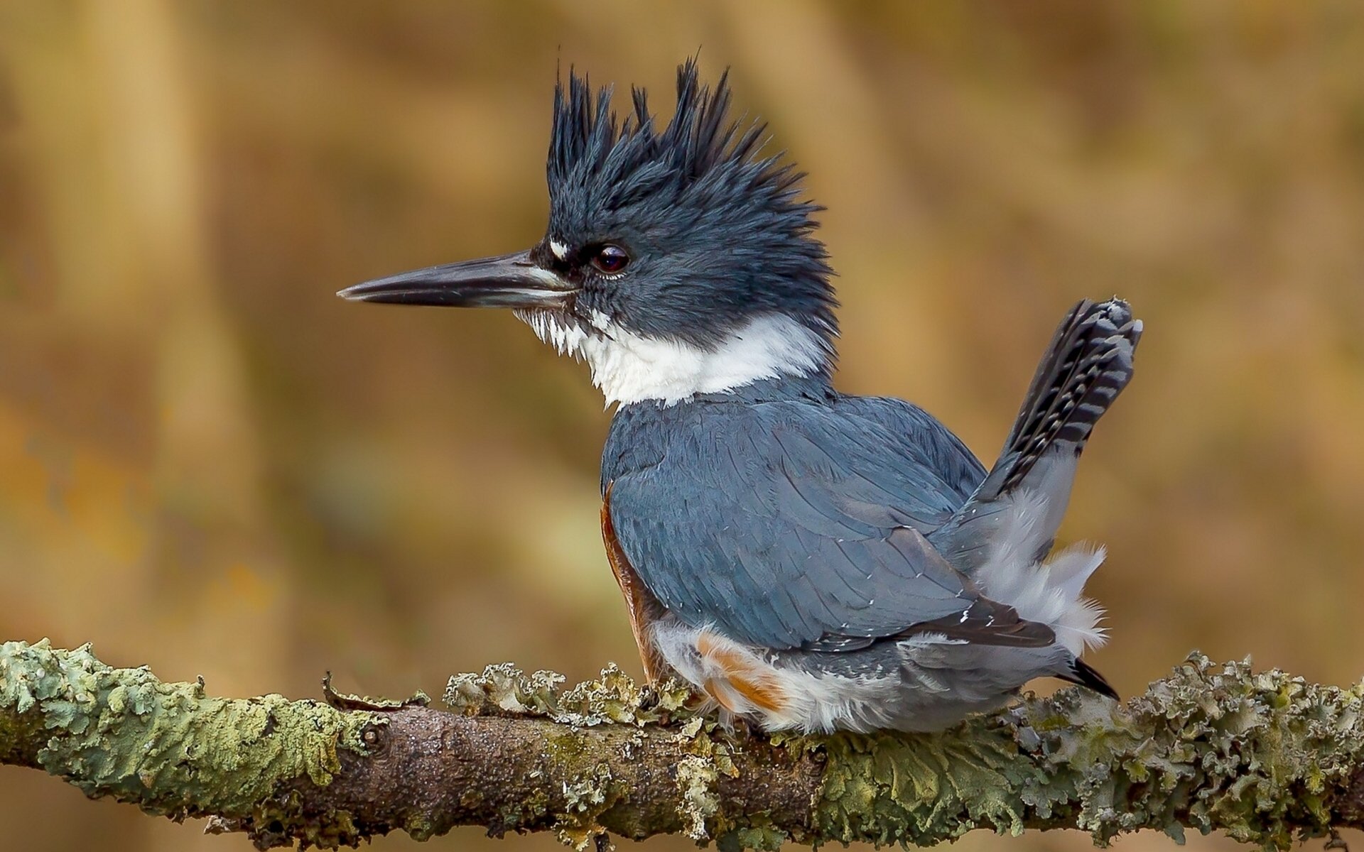 eisvogel vogel zweig zerzaust