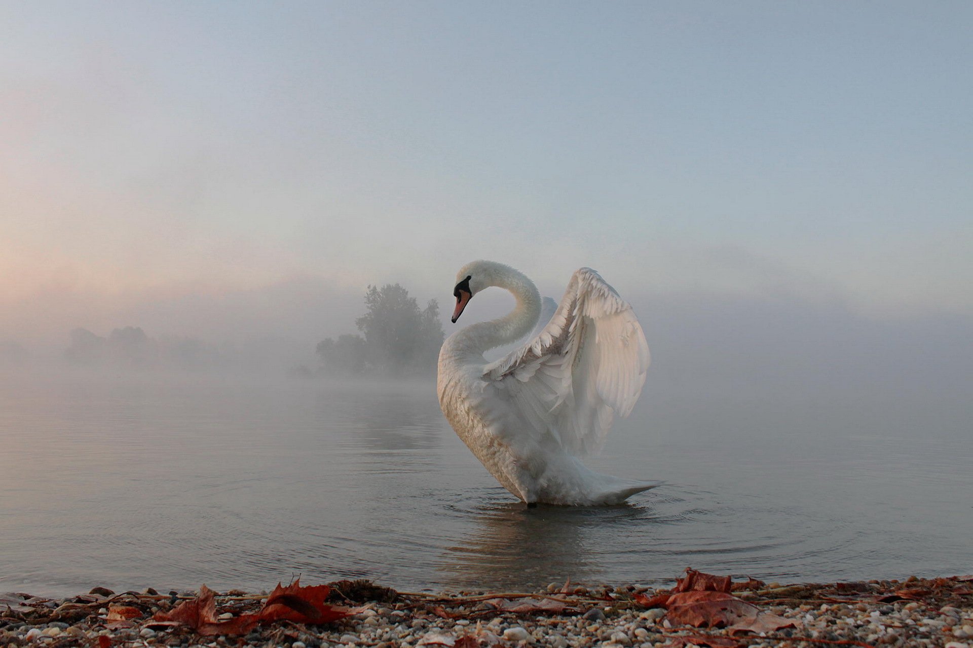 cigno nebbia mattina