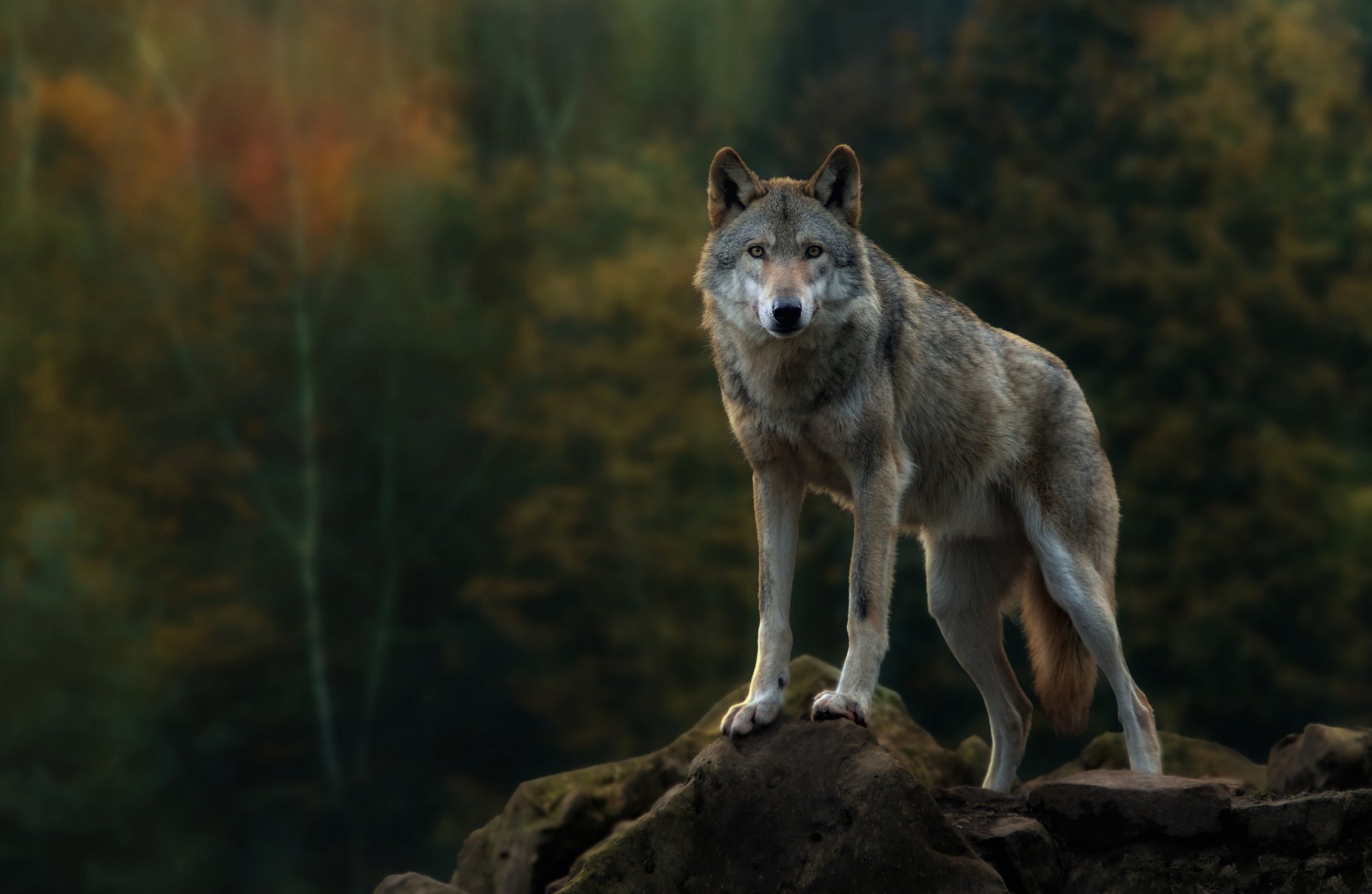 forêt automne roche prédateur loup gris vue