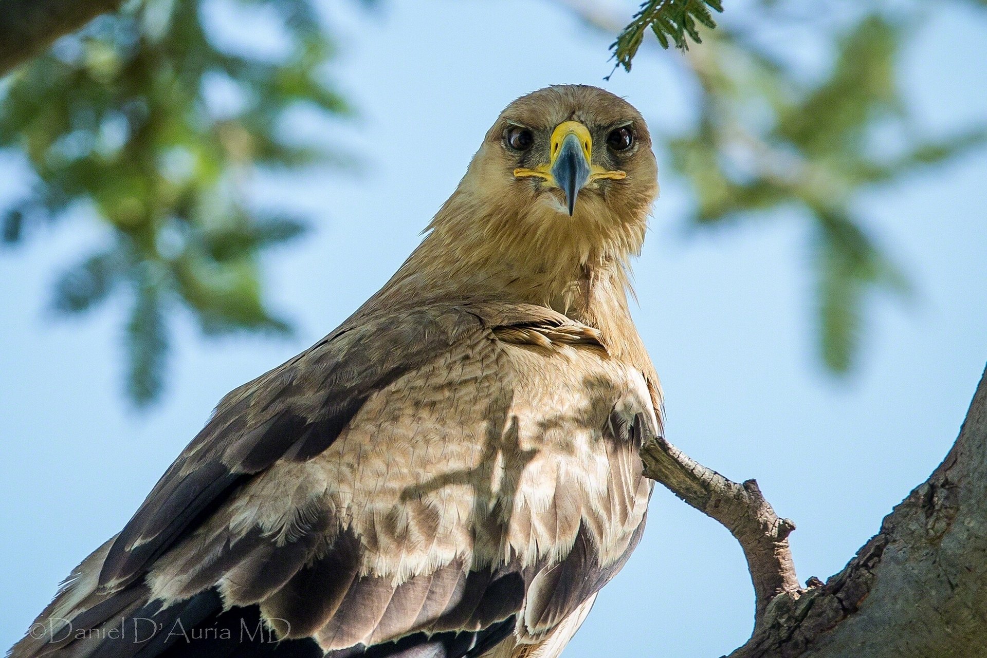 aquila delle steppe vista uccello predatore