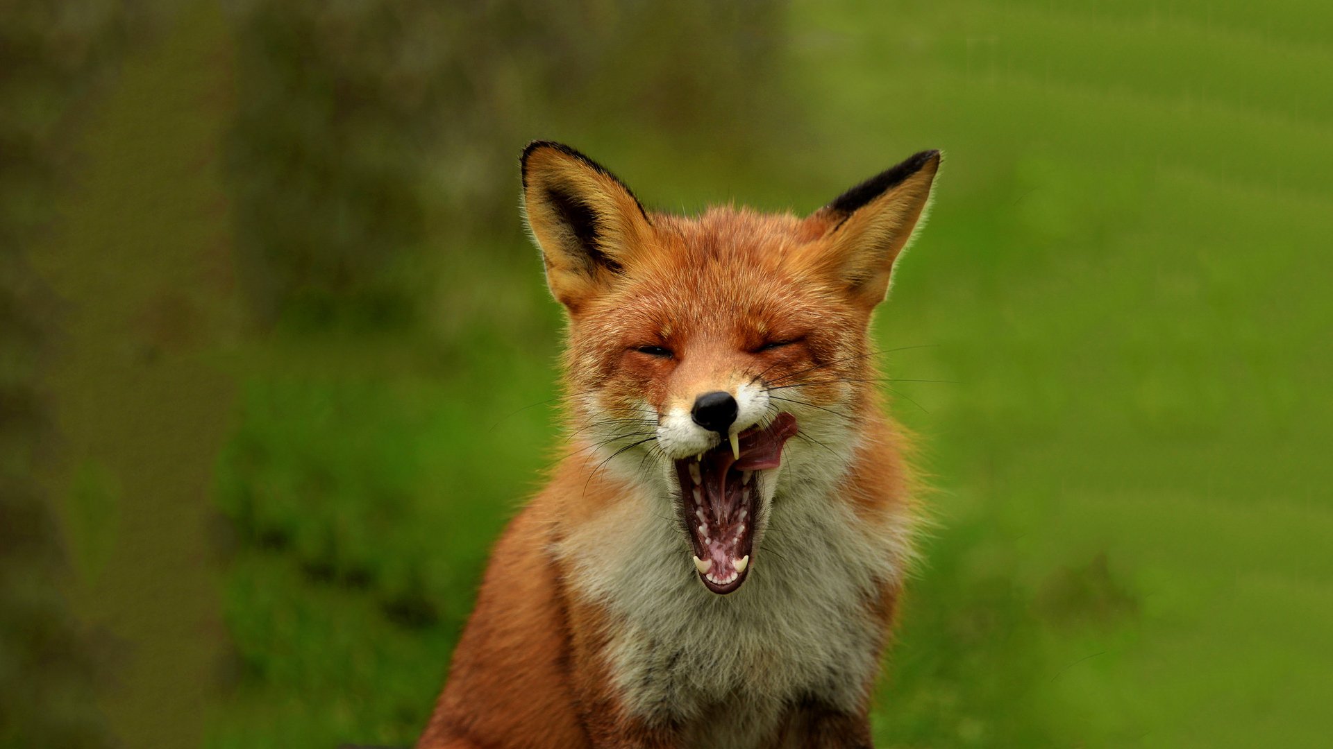 renard bouche nature renard