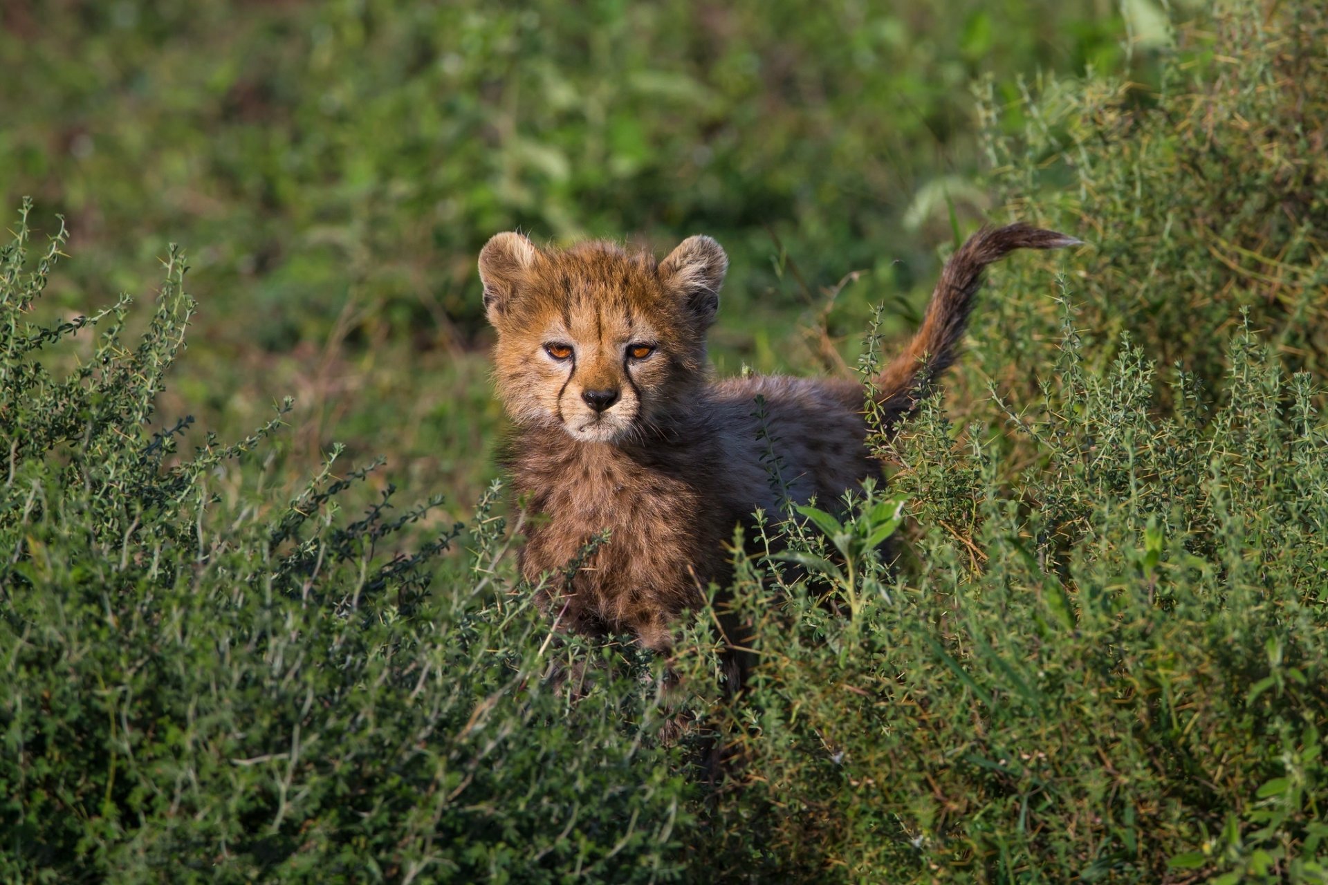 grass thorn bush cheetah baby babe curiosity vzlyad