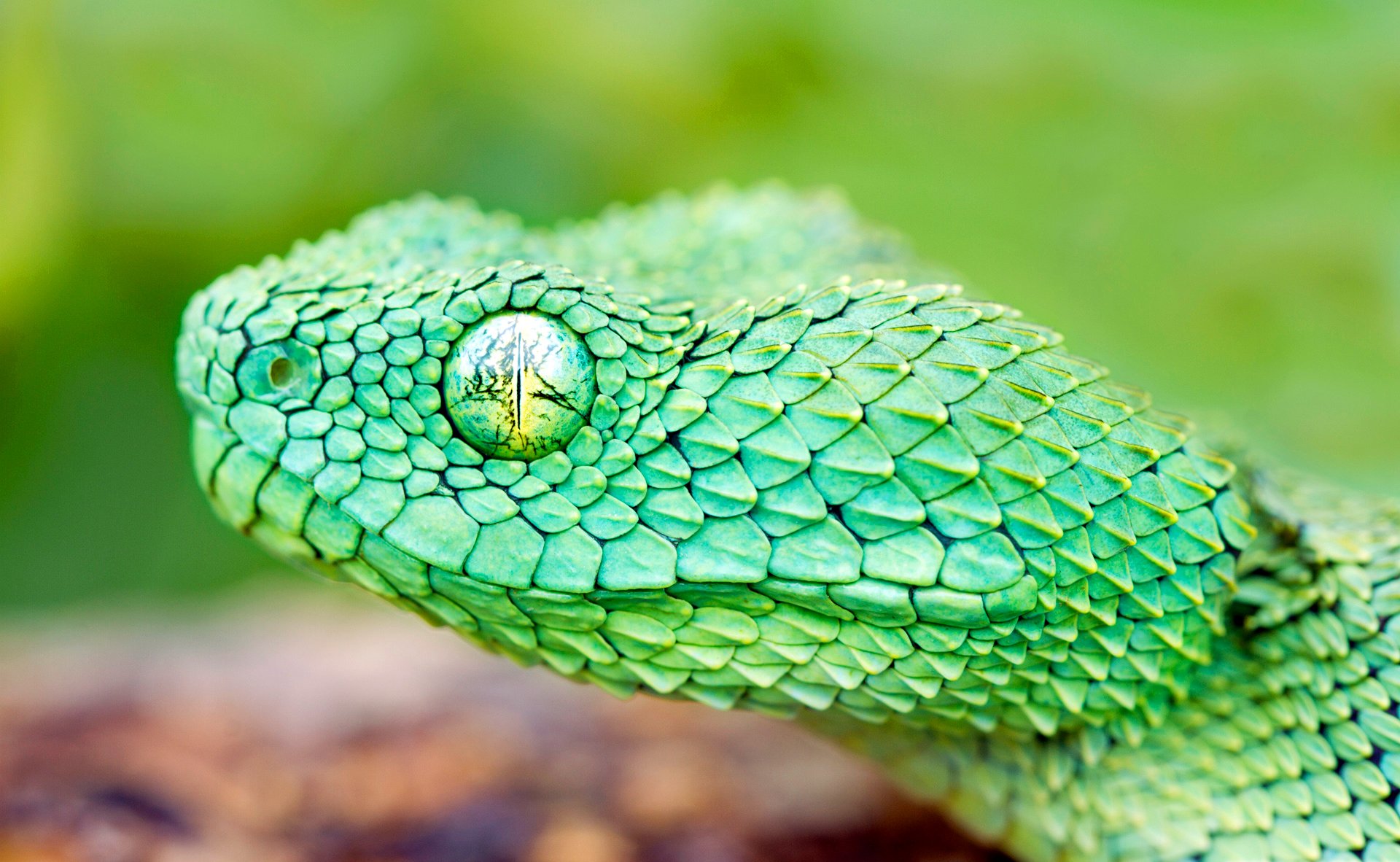 serpente squame testa occhio rettile