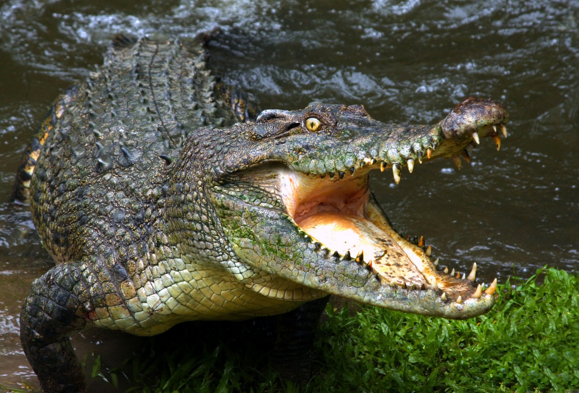 cocodrilo boca dientes