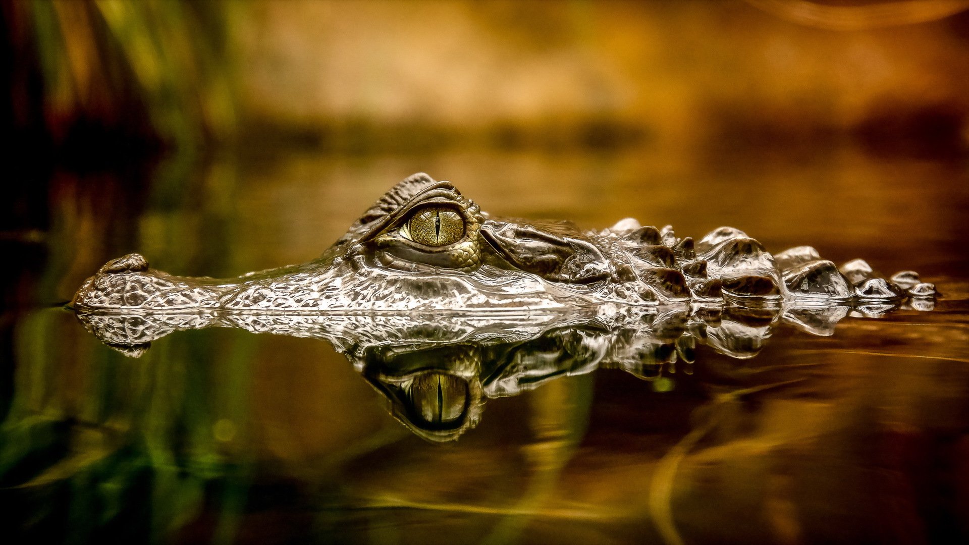 crocodile eye nature