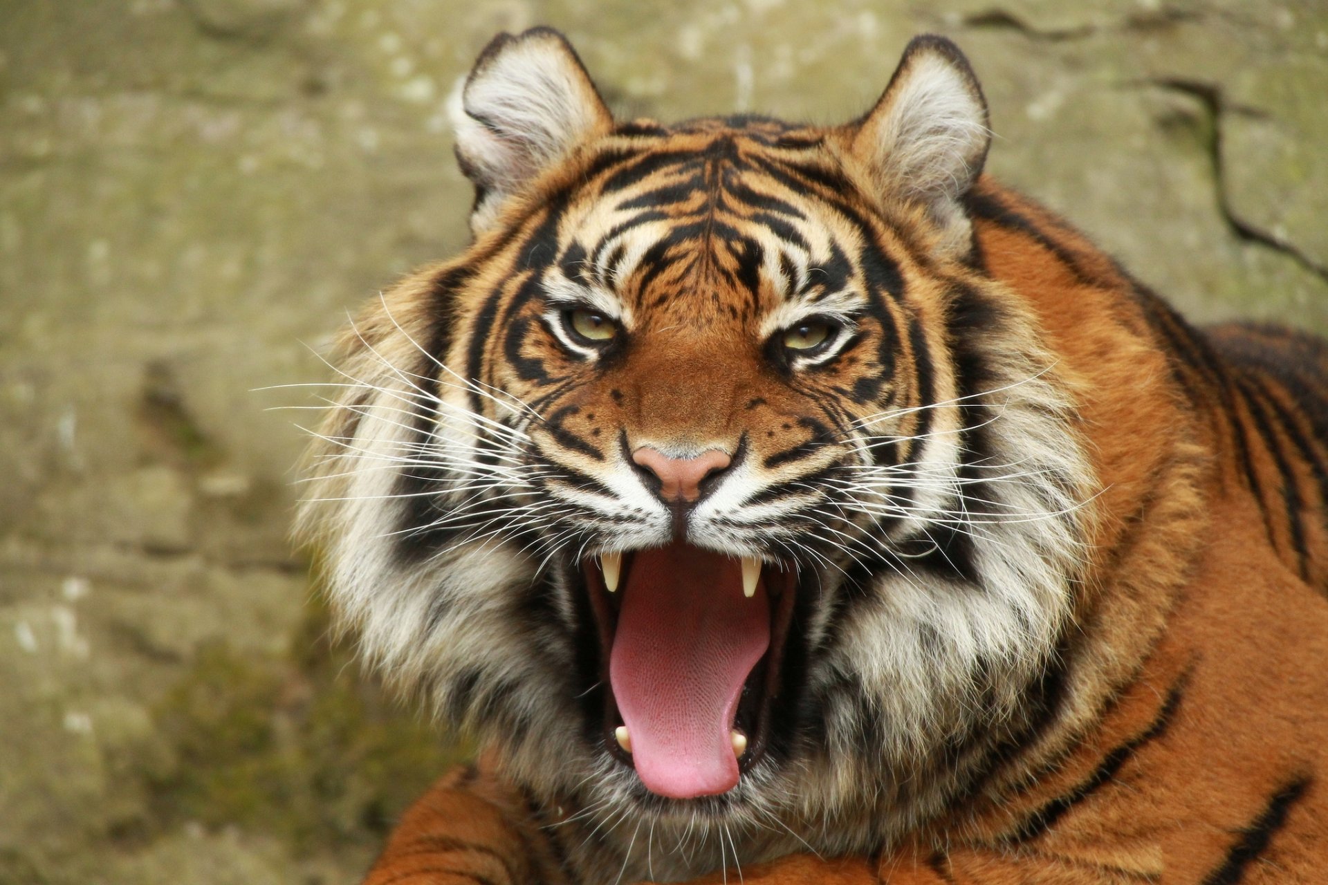 tigre portrait vue bouche