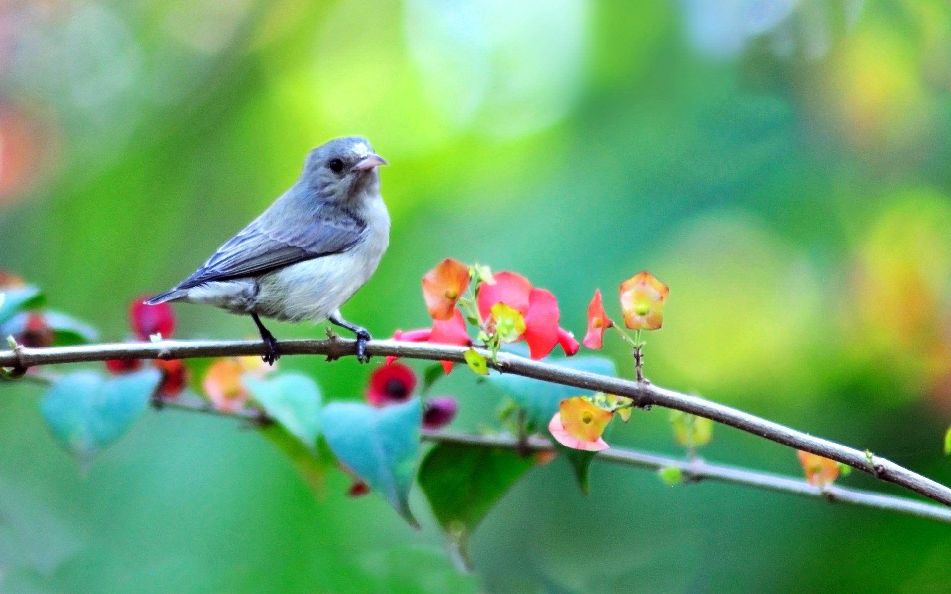 poultry branch flower spring nature