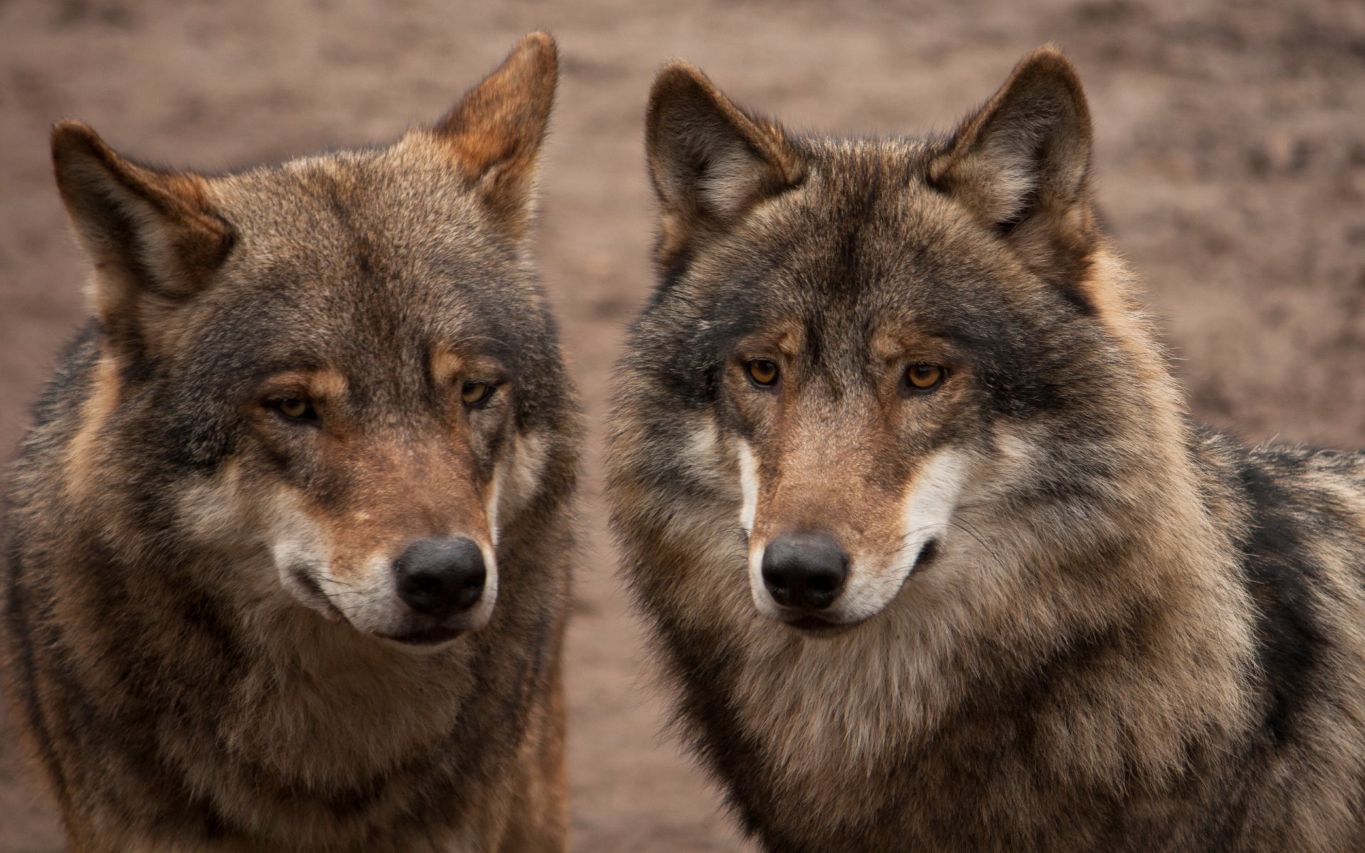 loups gris deux couple