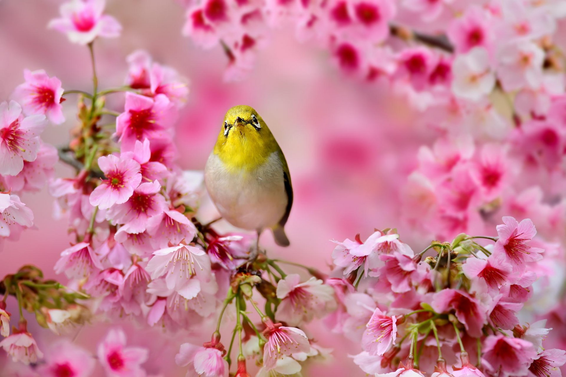 birdie ojos blancos japoneses sakura flores rosa árbol primavera