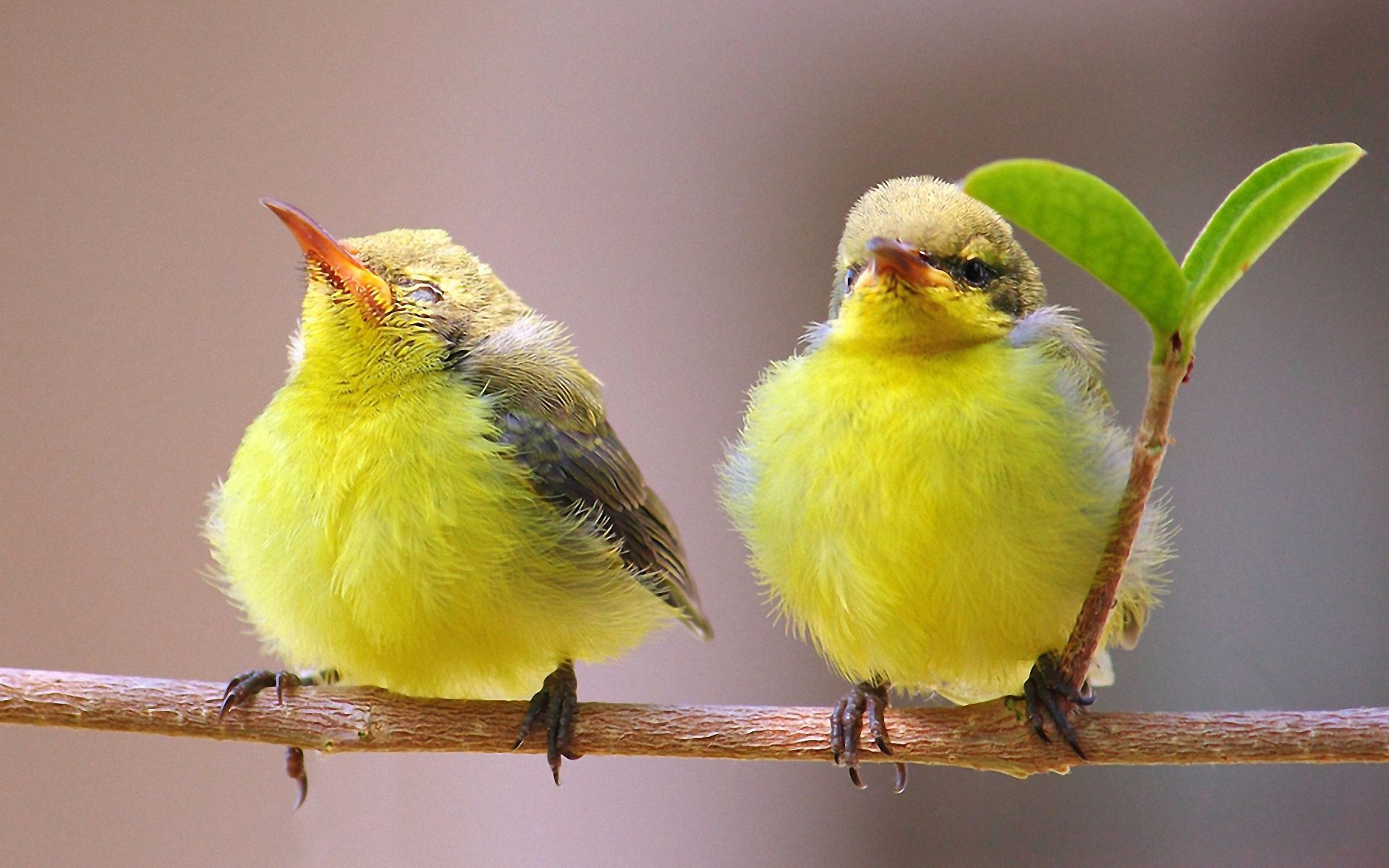 ptaki para gałąź liść natura