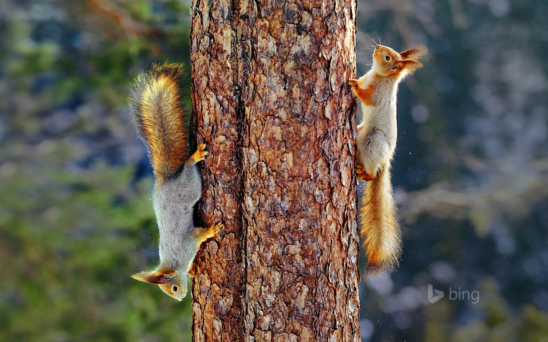 eurasian red squirrel tree trunk finland fur tail