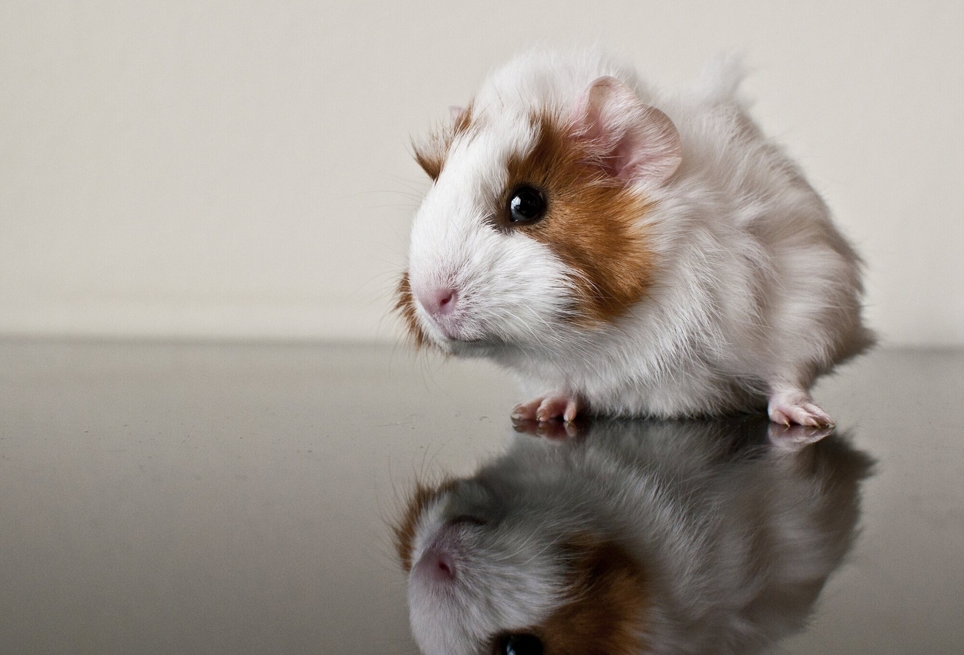 cavia riflessione roditore