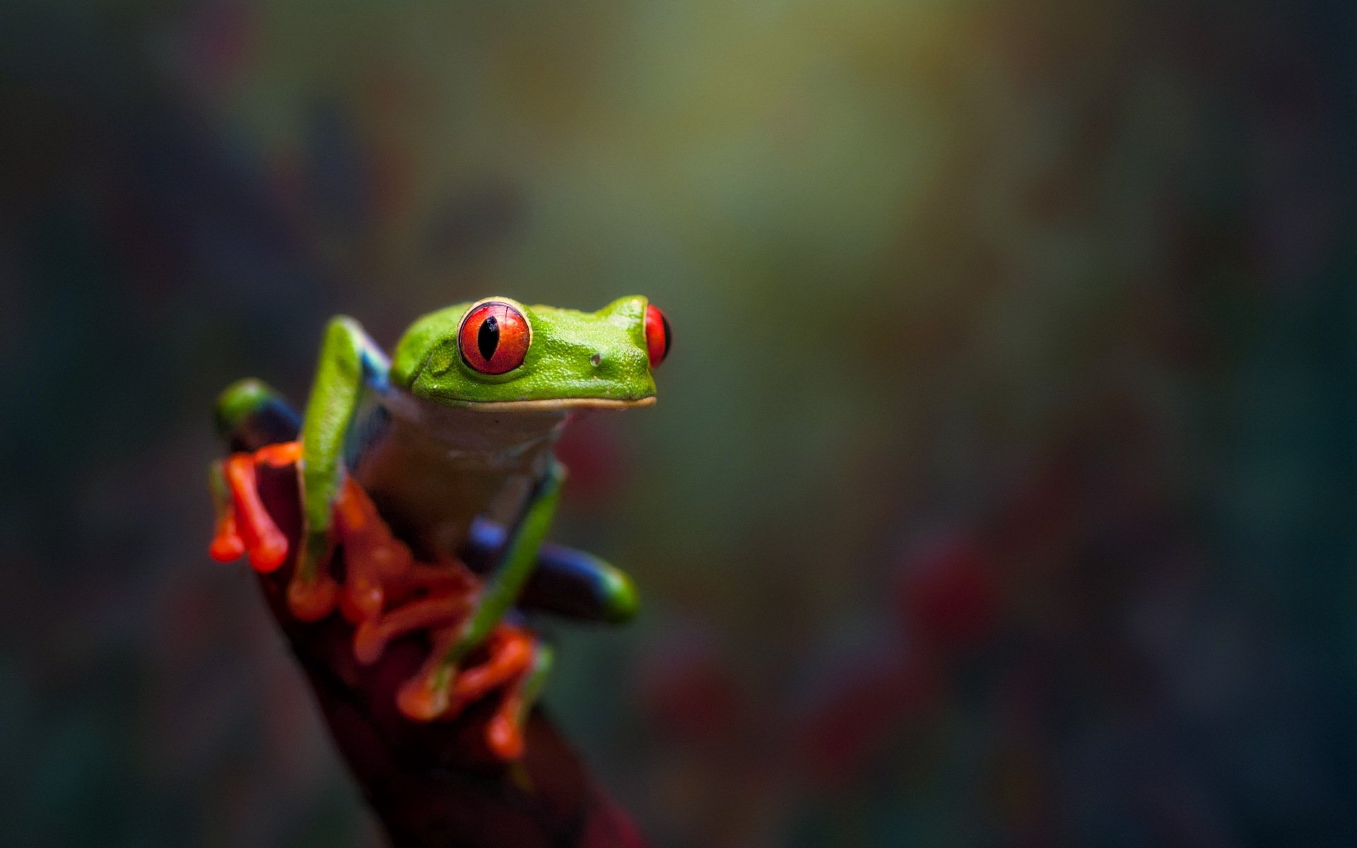 żaba makro natura bokeh