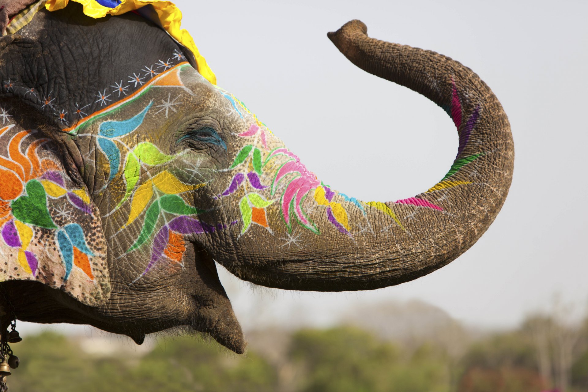 elephant thick-skinned india jaipur holly tradition decoration spring colors festival colored crayons sports travel my planet bokeh wallpaper