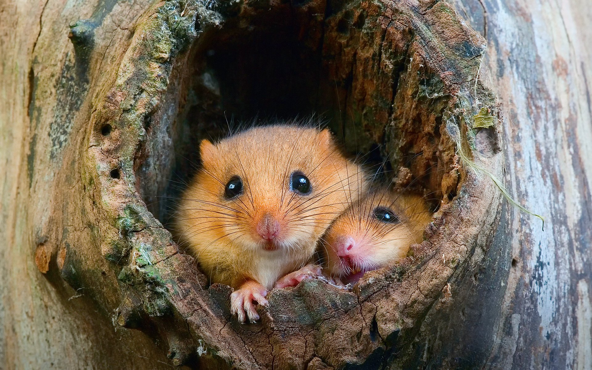 hámsters ratones ratas hueco árbol