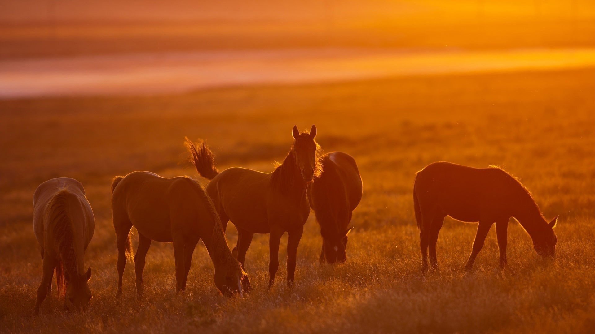 horses horse herd orange light sun nature pasture hd