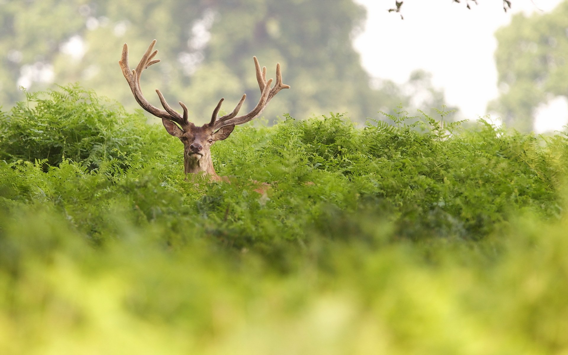 hirsch natur sommer