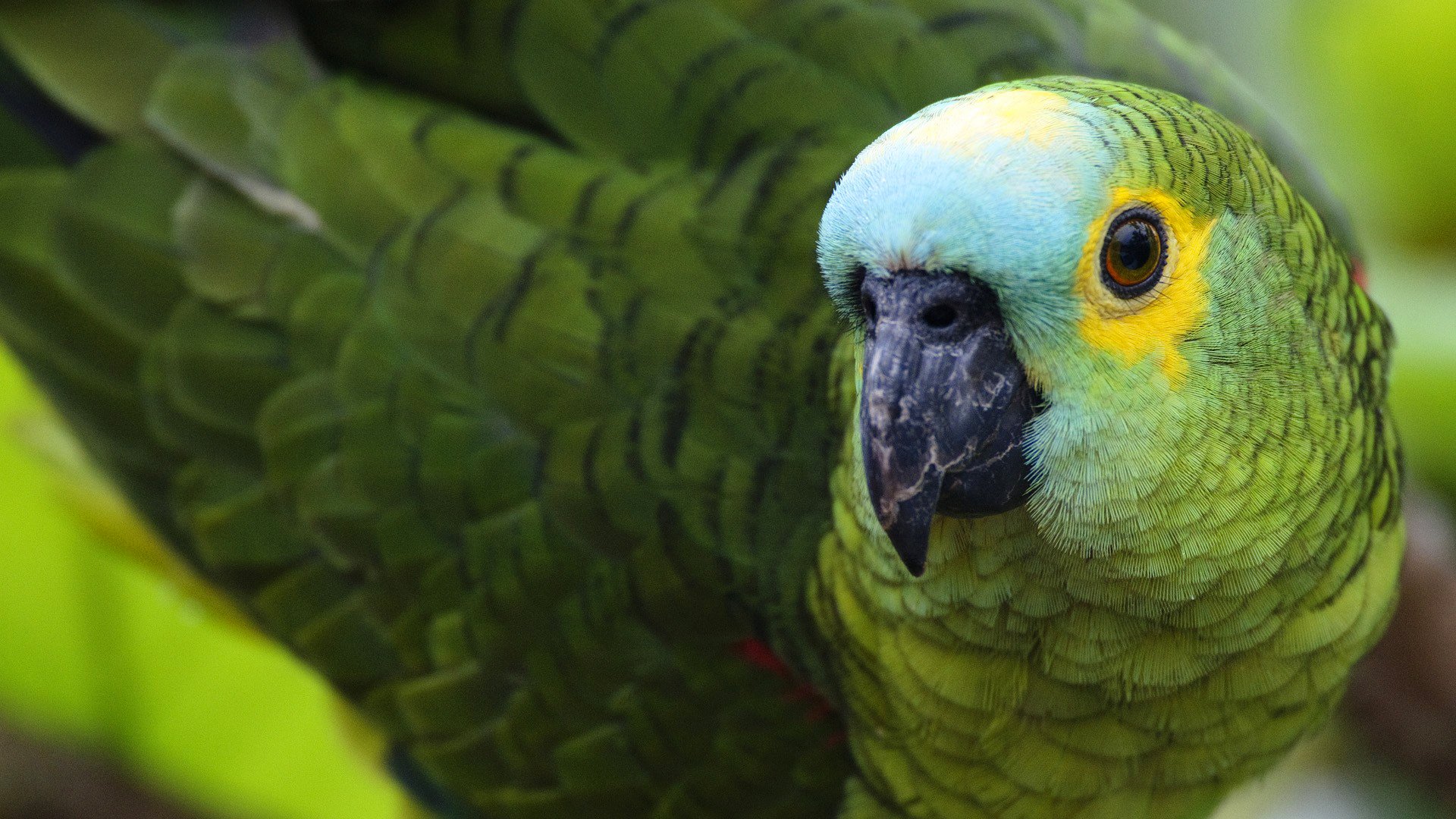 vogel papagei schnabel federn farbe