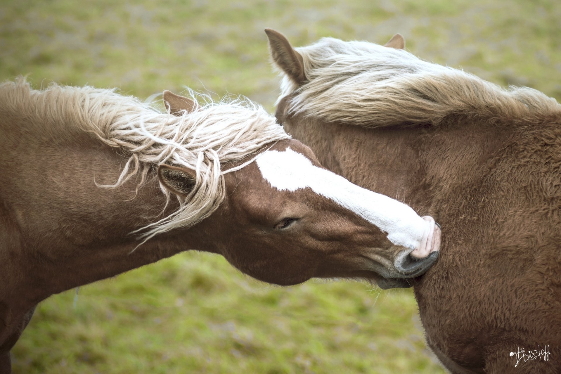 chevaux chevaux couple museau crinière amitié