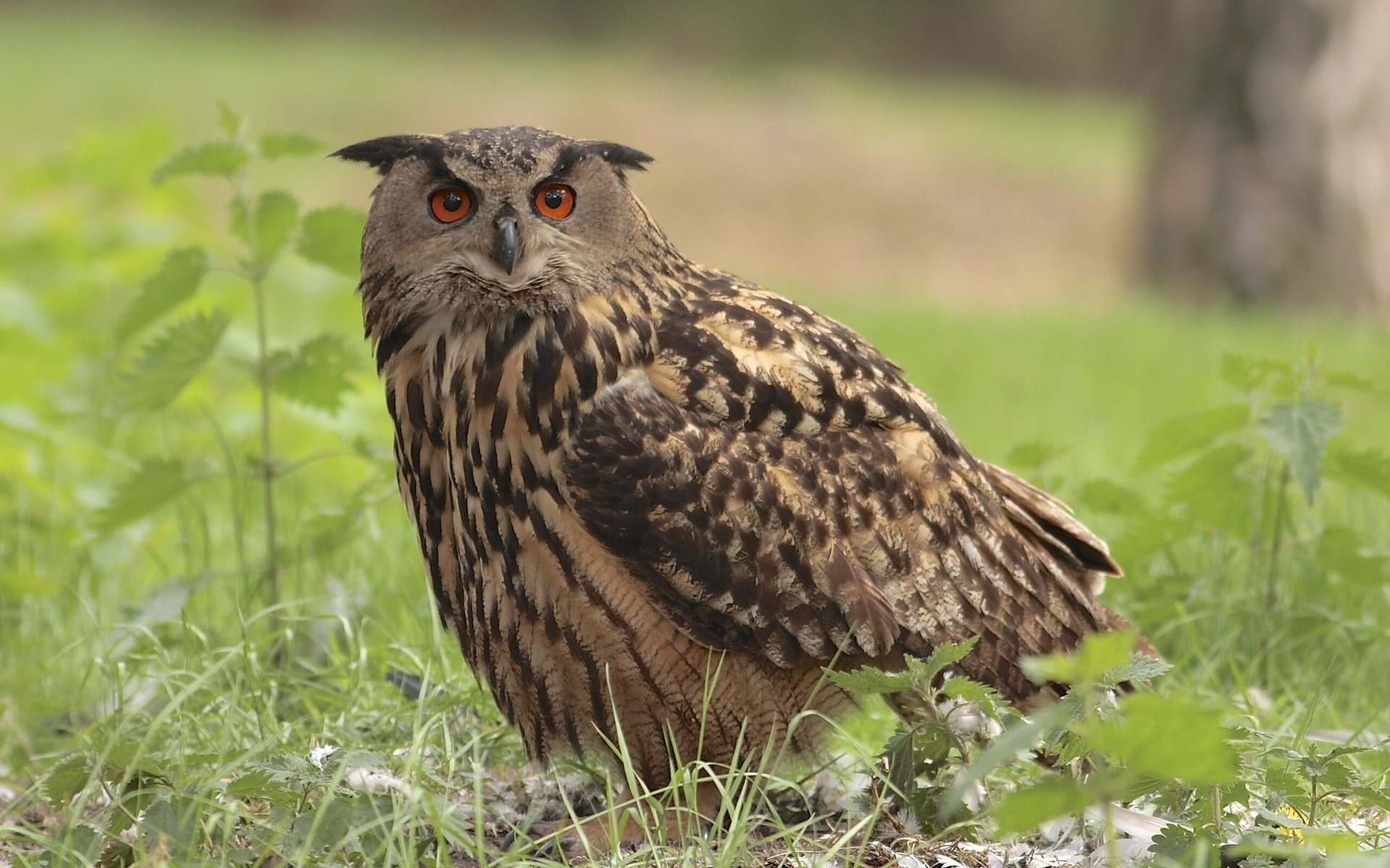 hibou oiseau herbe