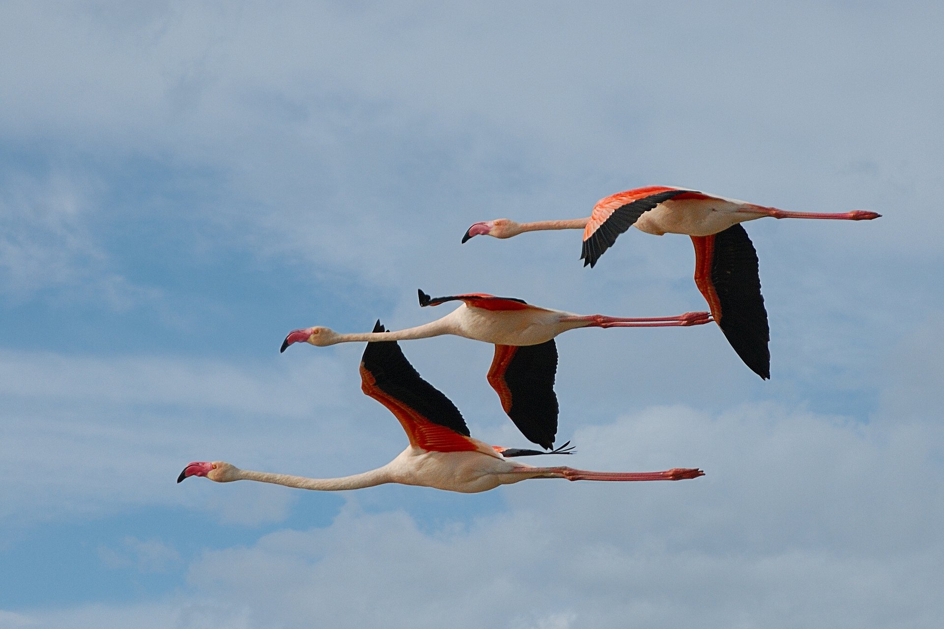 fenicotteri uccelli trio