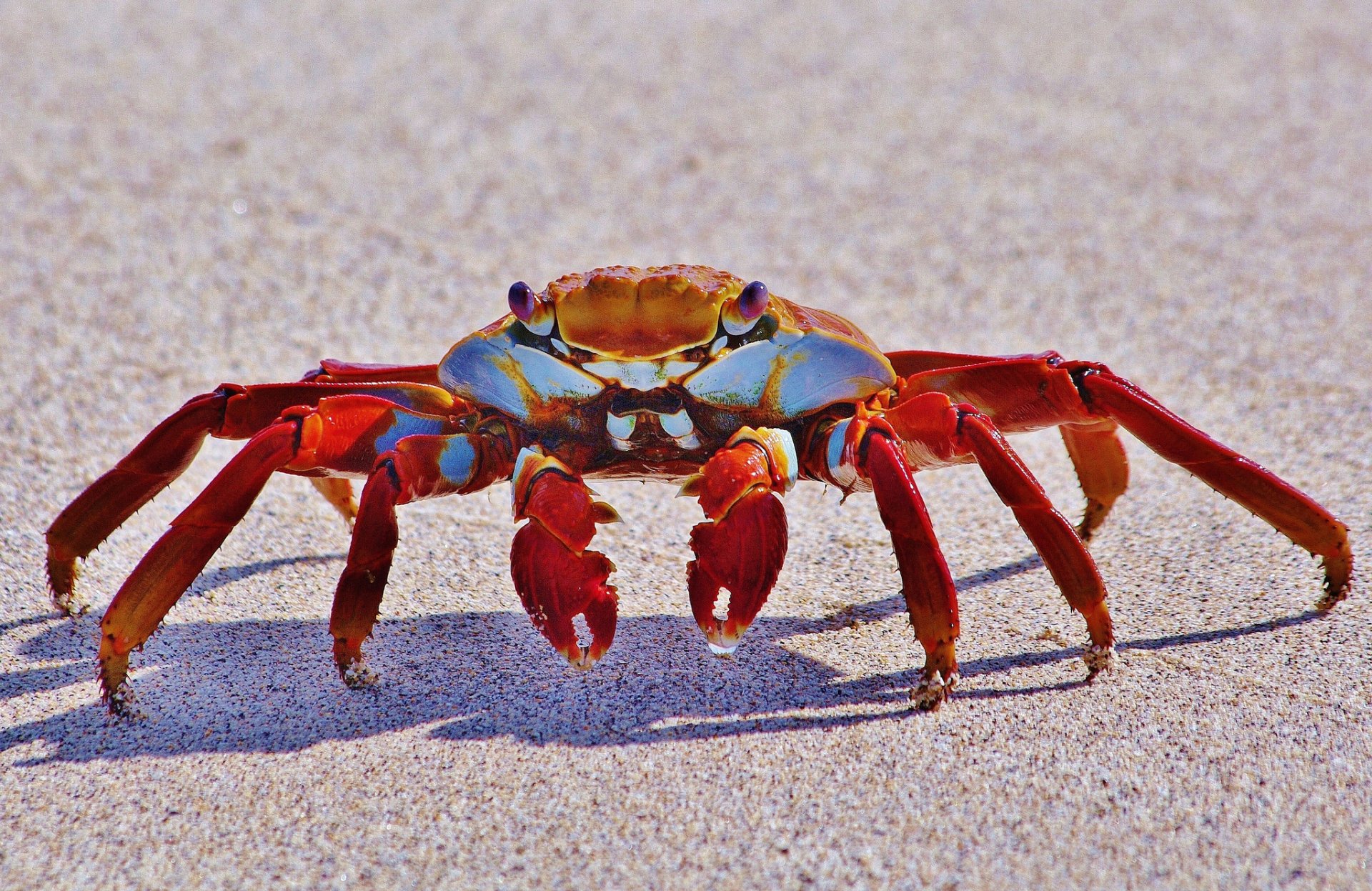 grapsus grapsus crab sand