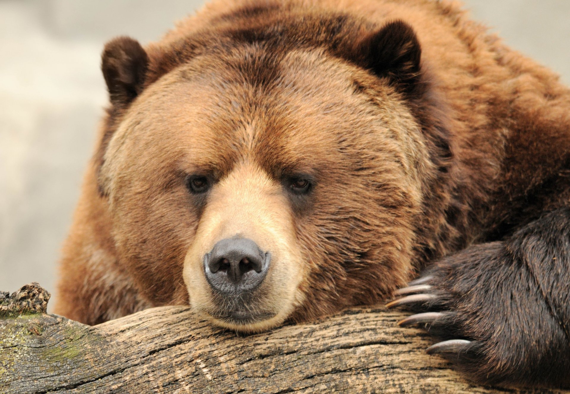 orso marrone marrone muso forza bellezza artigli pensa natura tronco riposo bokeh carta da parati