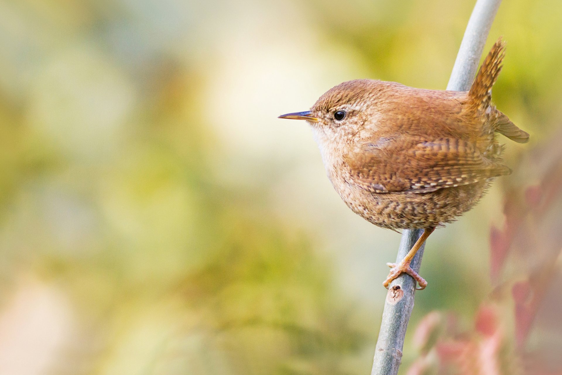 zweig vogel hintergrund