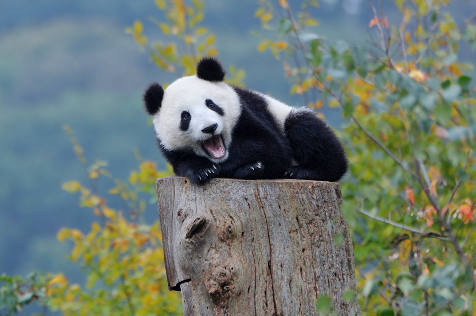 panda orso foresta autunno