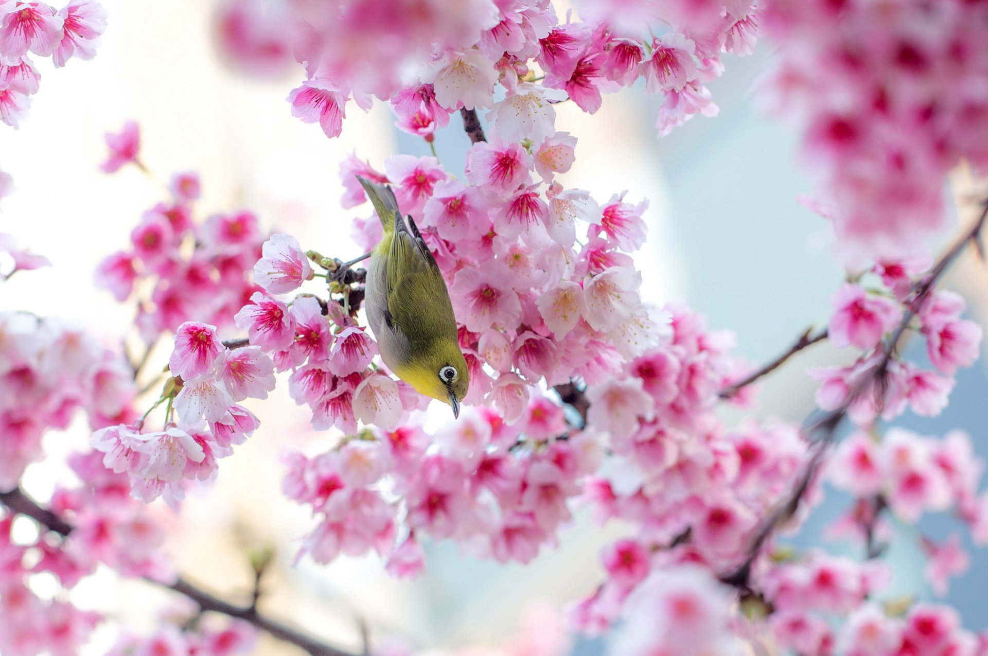 japońska białooka ptak sakura drzewo kwiaty różowe gałęzie wiosna natura