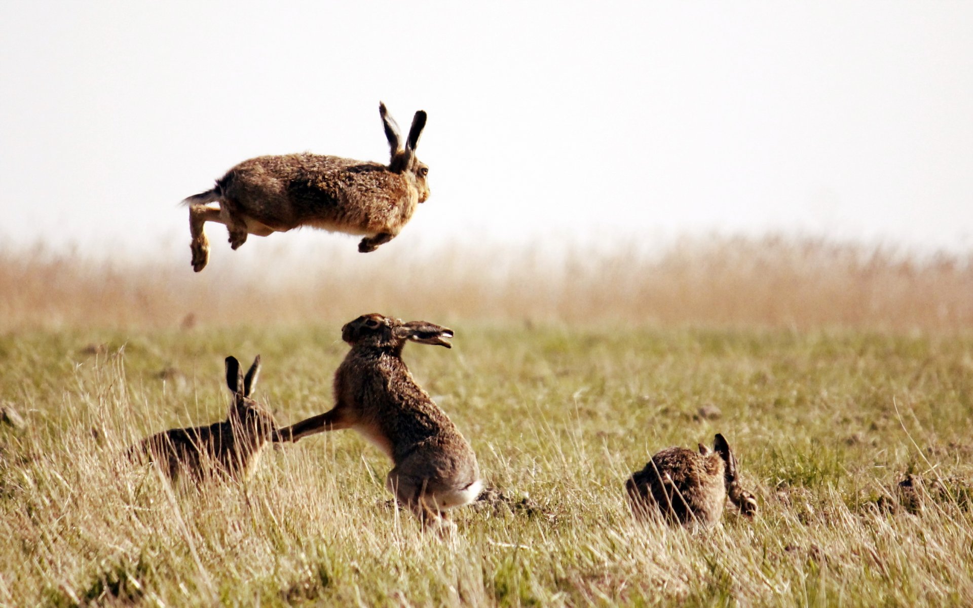 rabbits the field nature