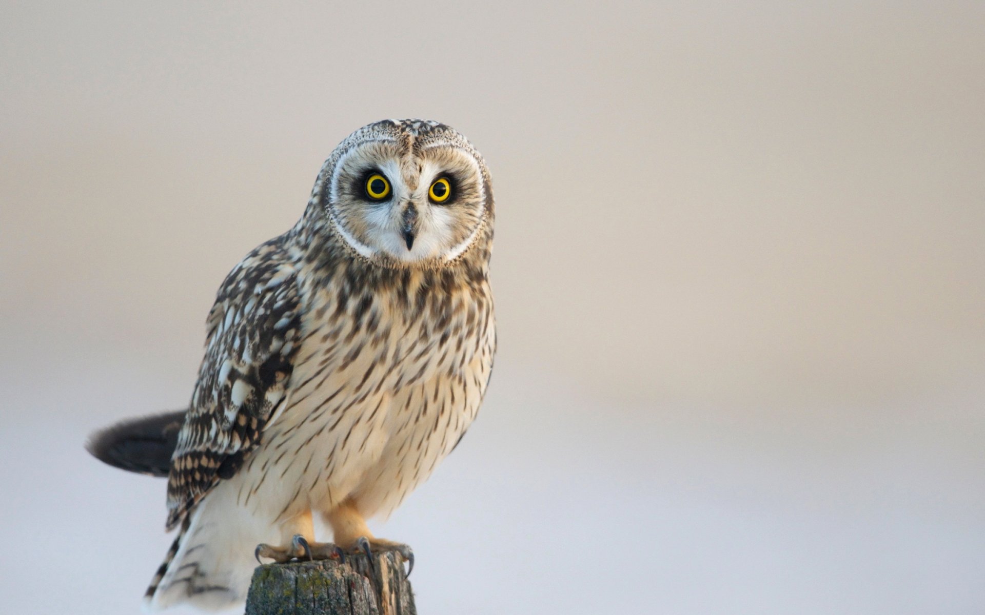 poultry owl nature