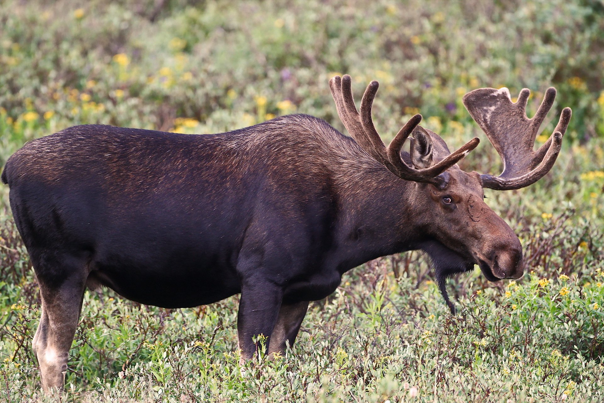 moose nature background